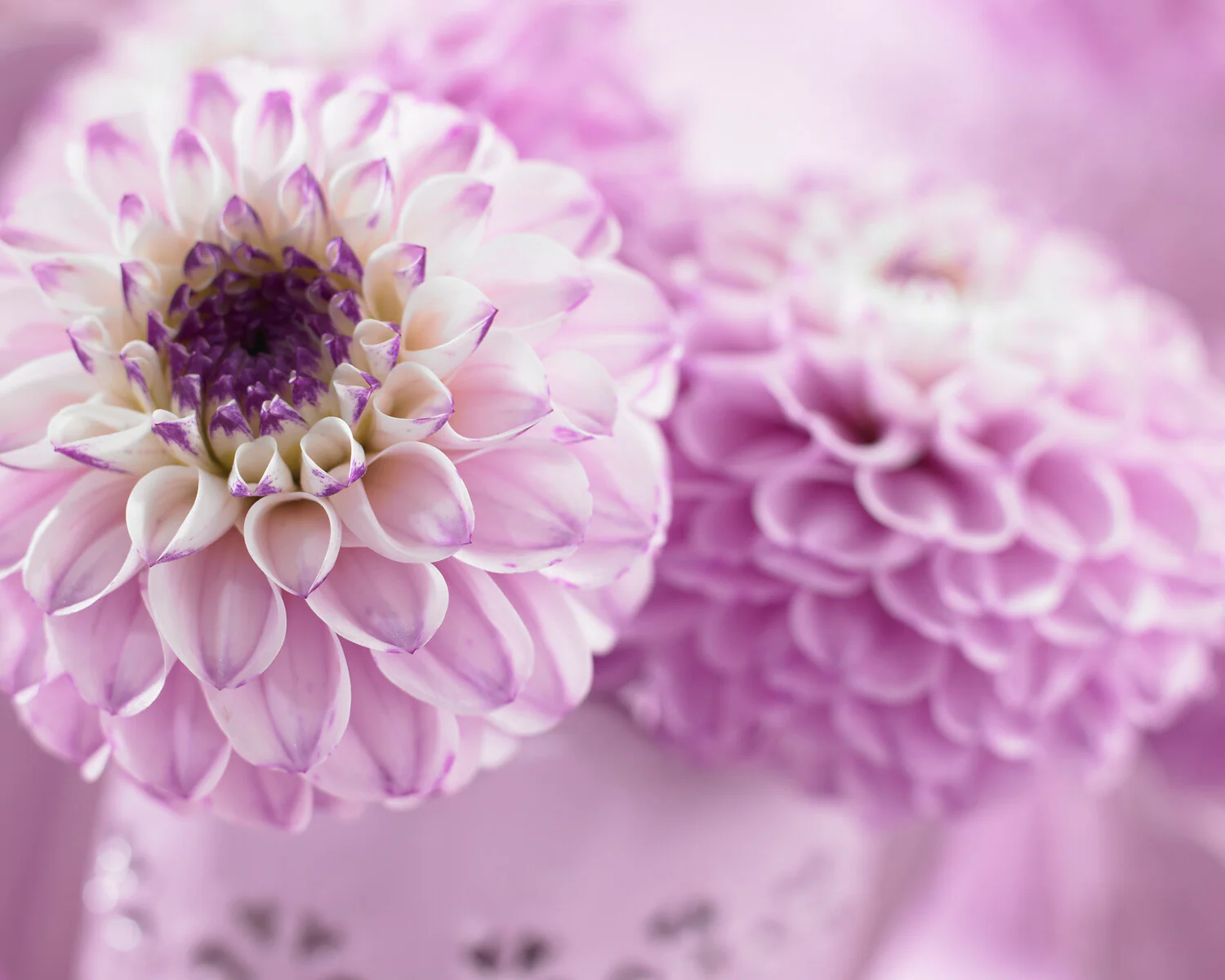 Dahlia 'Genova' - Image 5