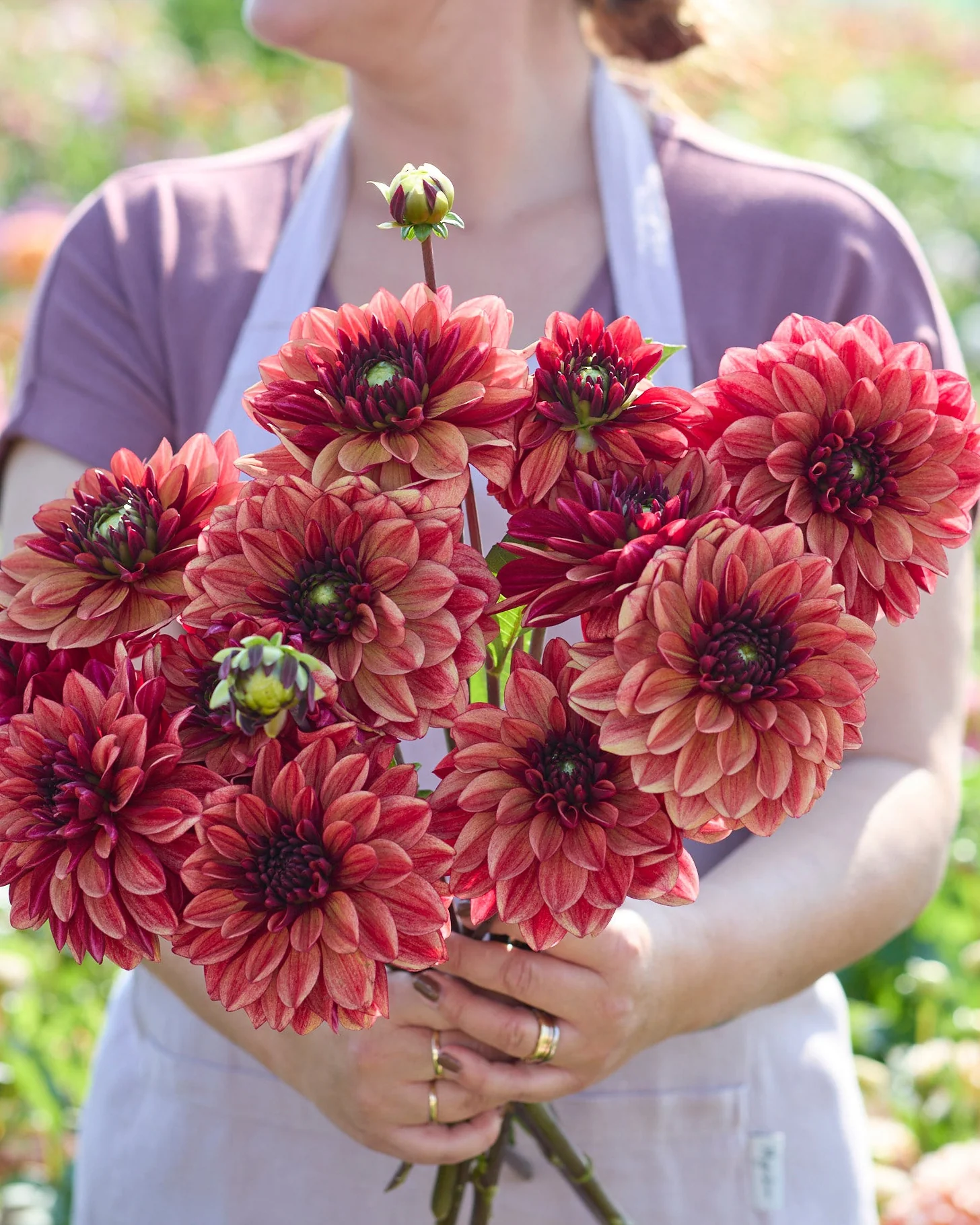 Dahlia 'Glossy Maracanã'