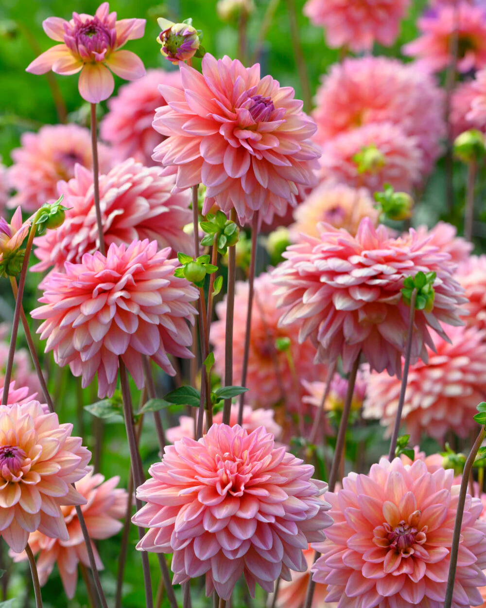 Dahlia 'Great Silence' - Image 2