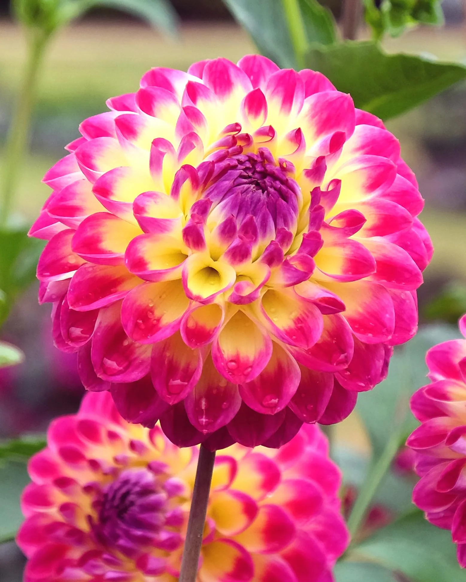 Dahlia 'Hapet Daydream'