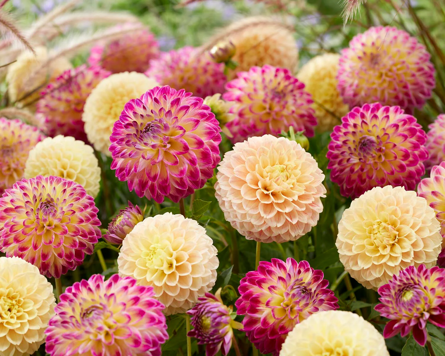 Dahlia 'Hapet Daydream' - Image 5