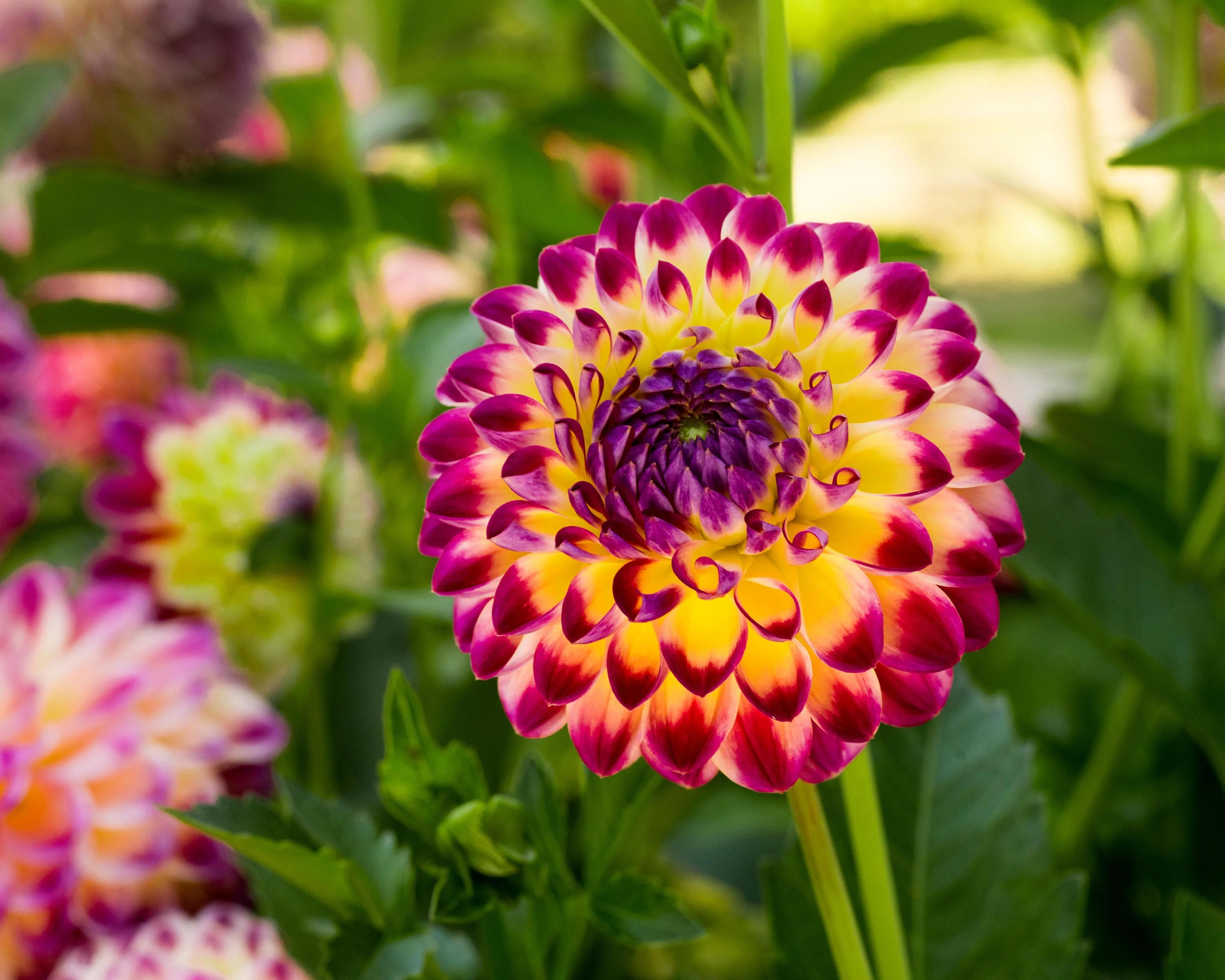 Dahlia 'Hapet Daydream' - Image 7