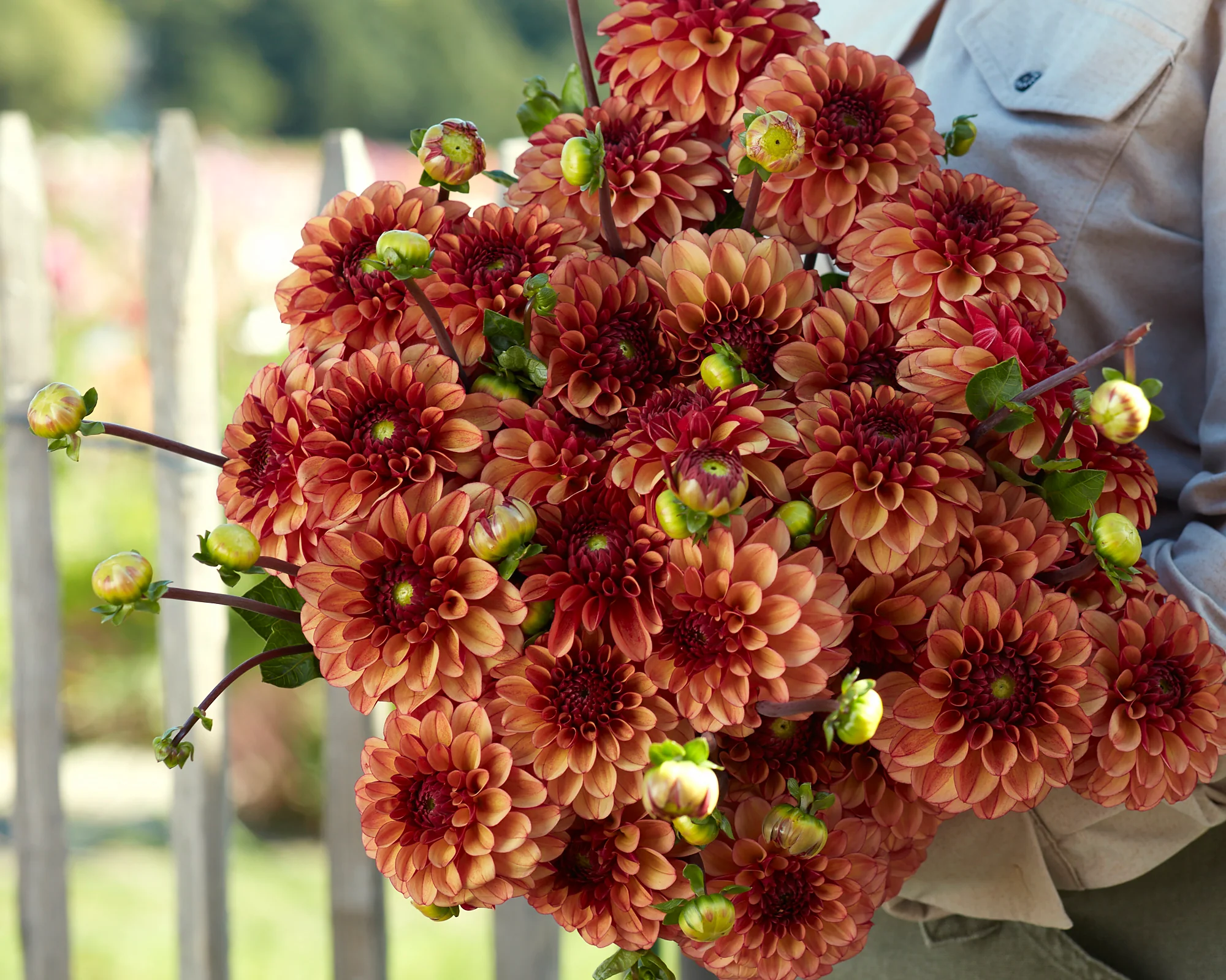 Dahlia 'High Fidelity' - Image 3