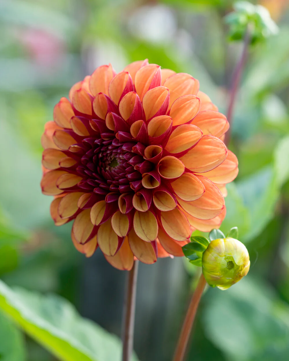 Dahlia 'High Fidelity' - Image 6