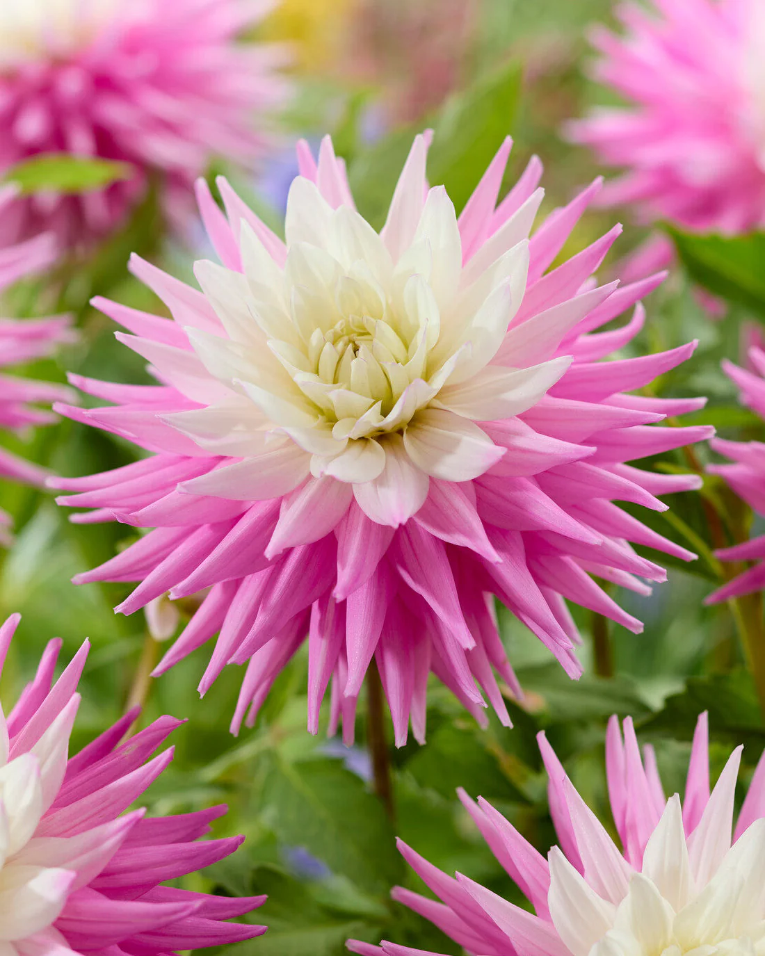 Dahlia 'Hillcrest Candy'