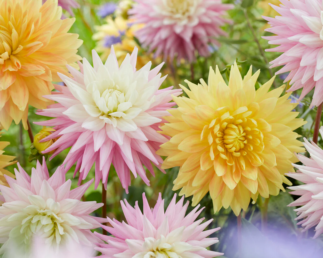 Dahlia 'Hillcrest Candy' - Image 4