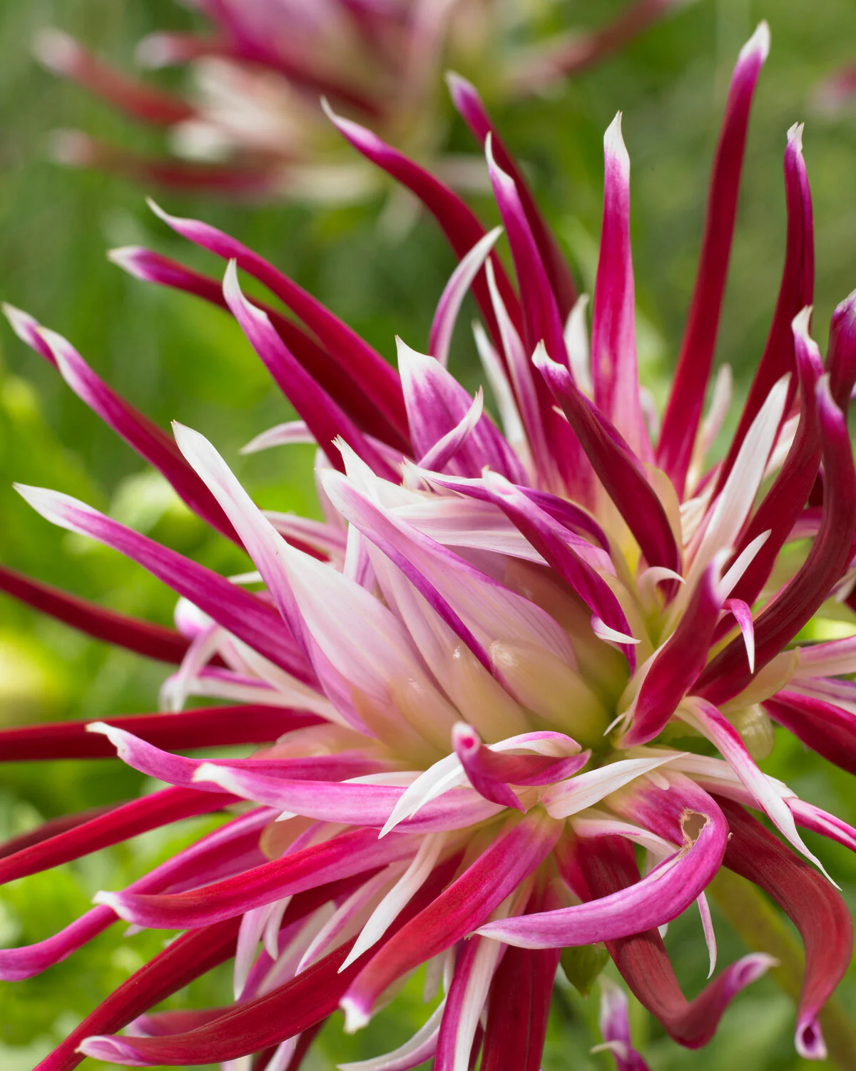 Dahlia 'Hollyhill Spiderwoman' - Image 3