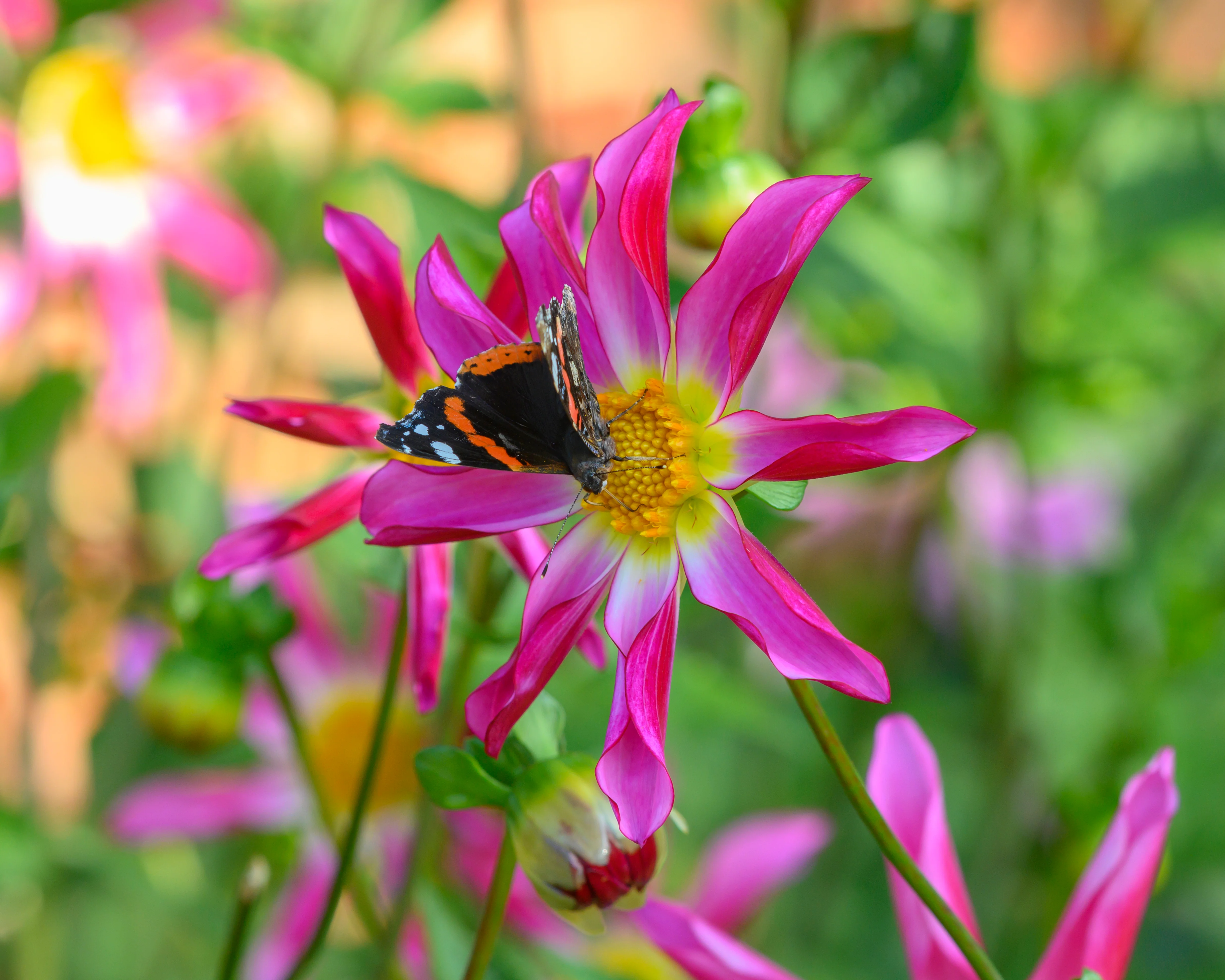 Dahlia 'Honka Rose' - Image 8