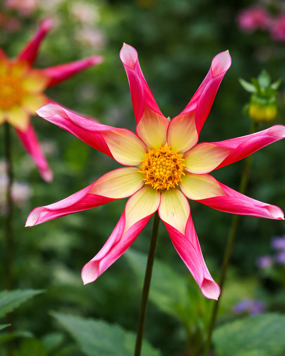 Dahlia 'Honka Surprise'