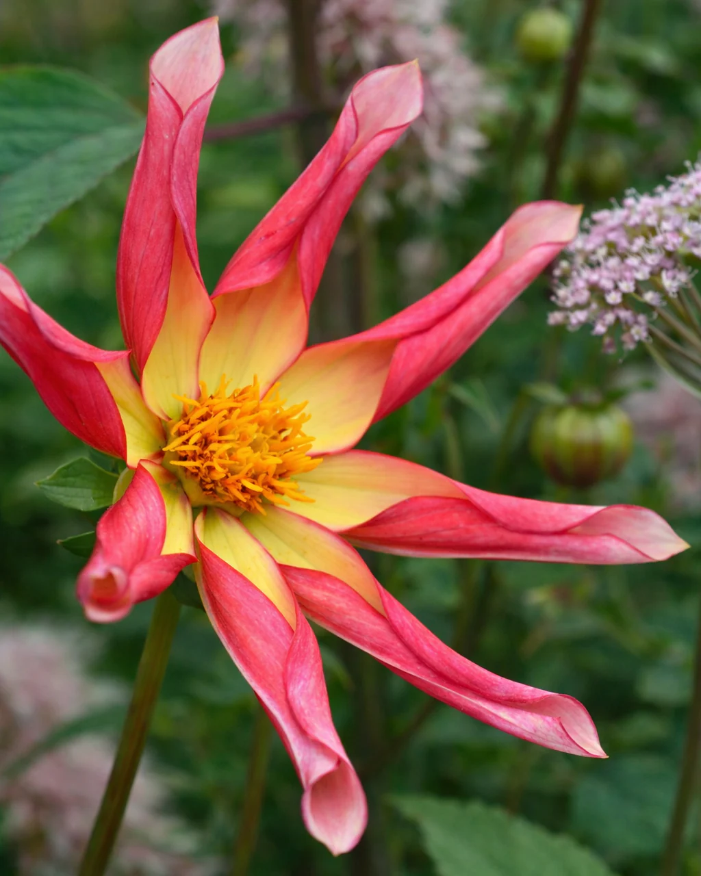 Dahlia 'Honka Surprise' - Image 2