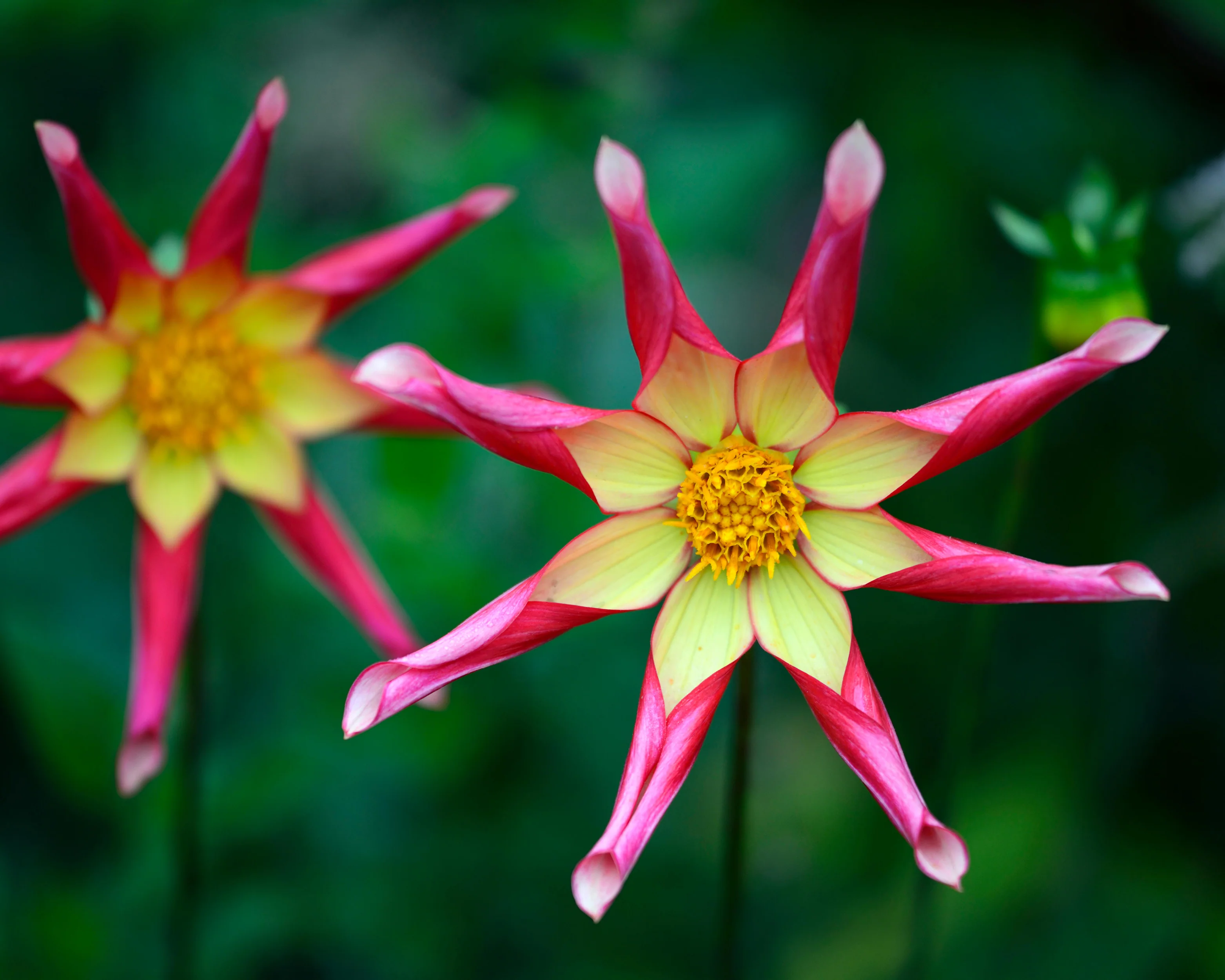 Dahlia 'Honka Surprise' - Image 6