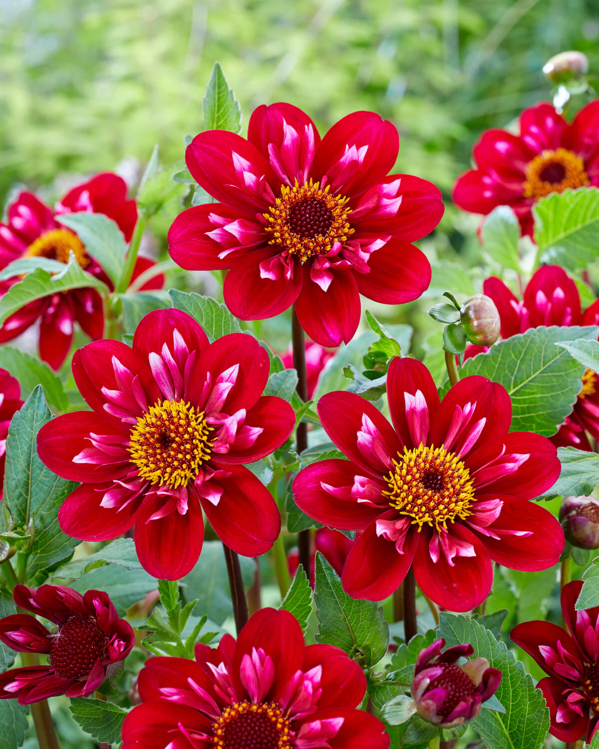 Dahlia 'Hootenanny Swan Island' - Image 6