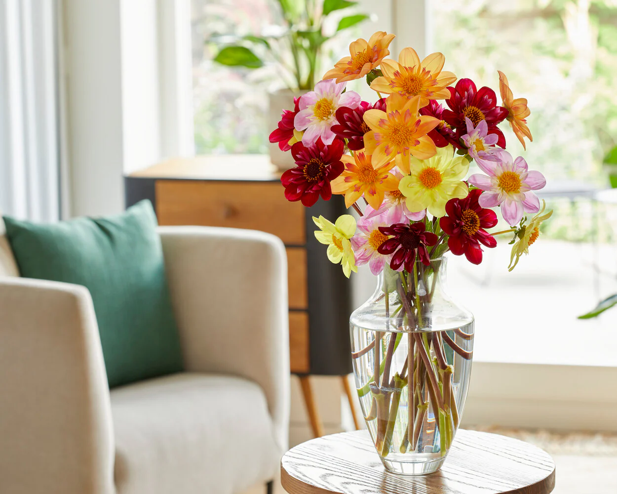 Dahlia 'Hootenanny Swan Island' - Image 7