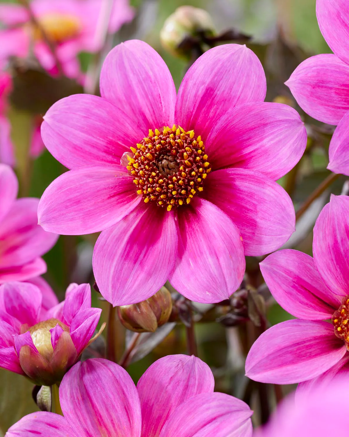 Dahlia 'HS Juliet'