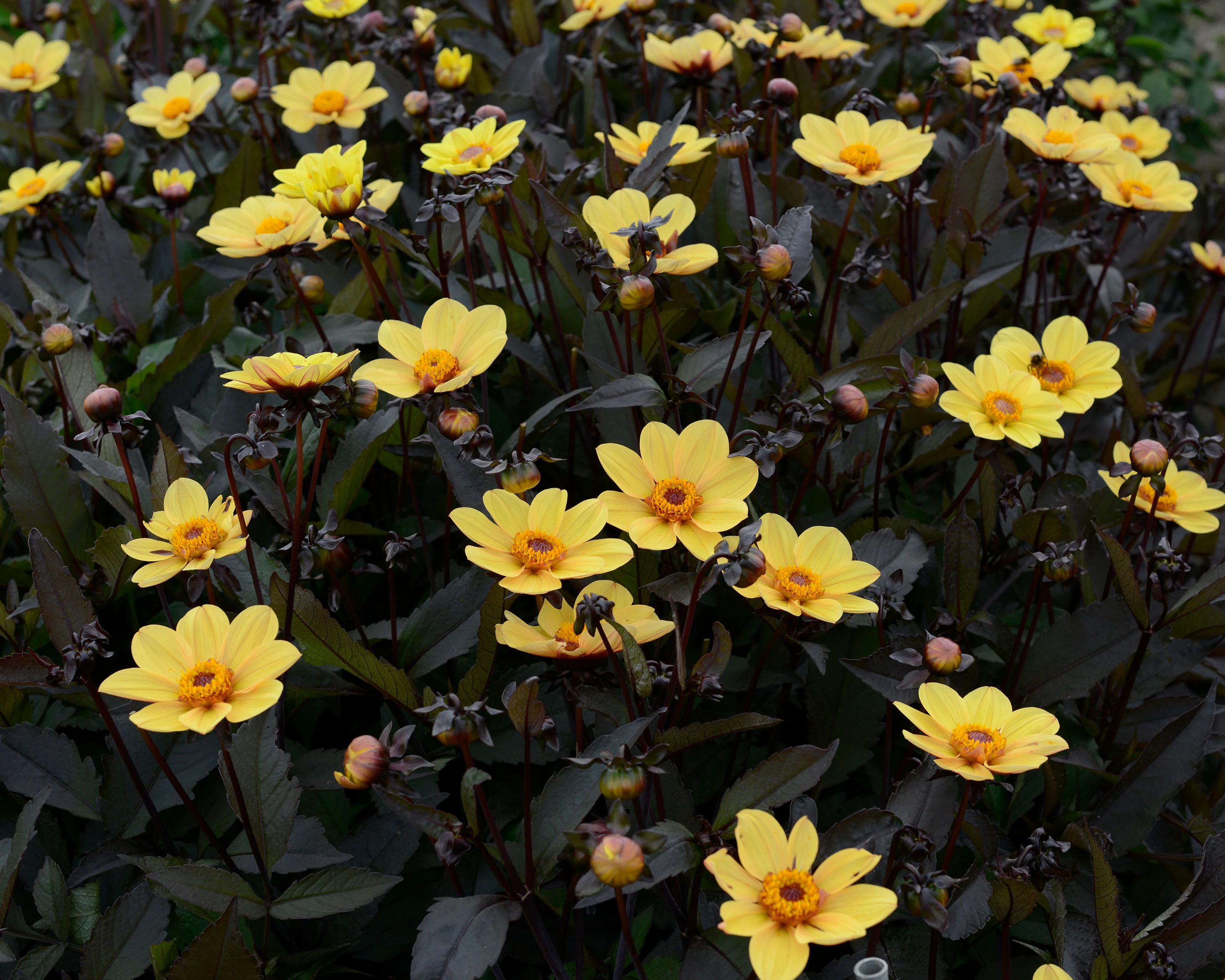 Dahlia 'HS Party' - Image 7