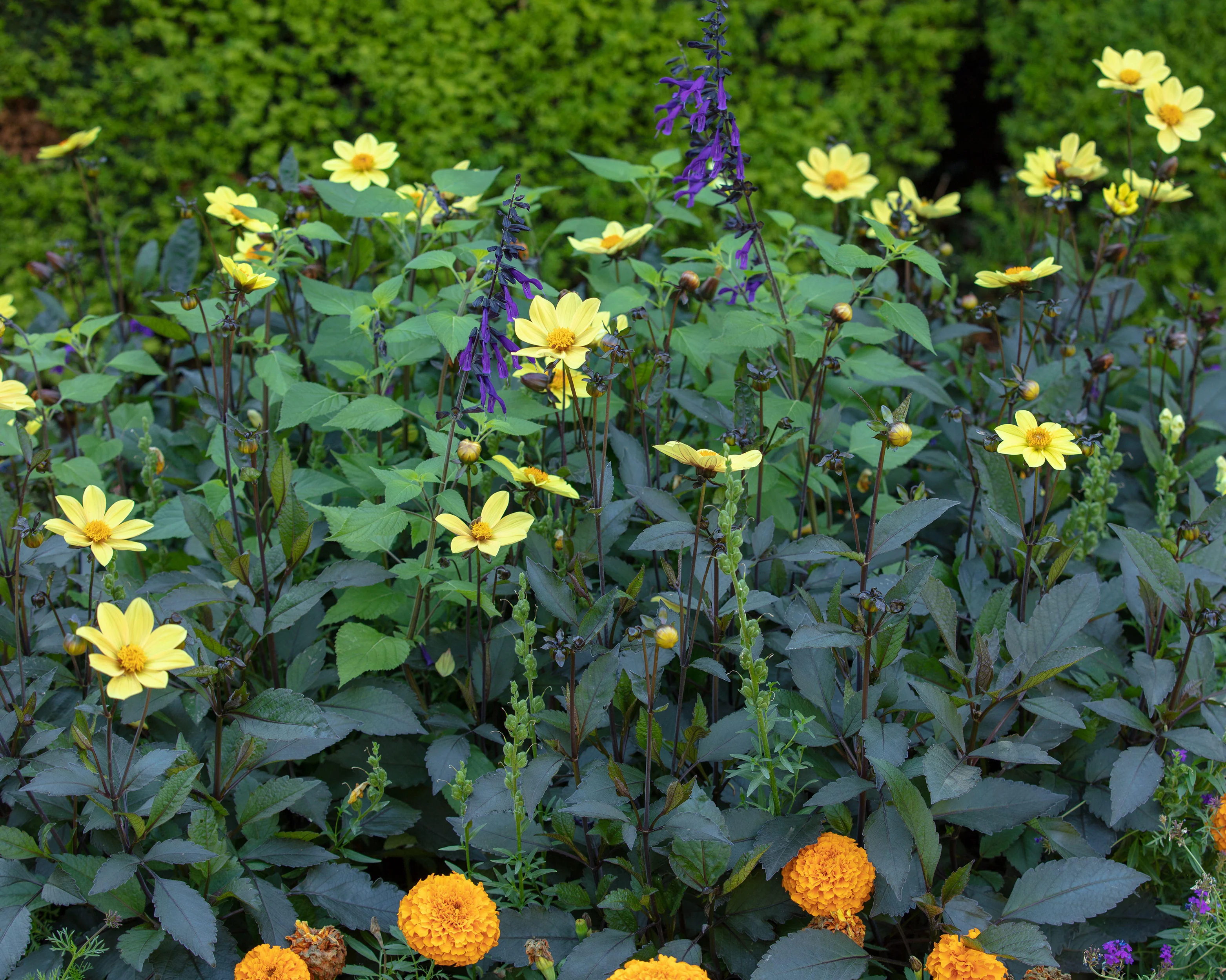 Dahlia 'HS Party' - Image 8
