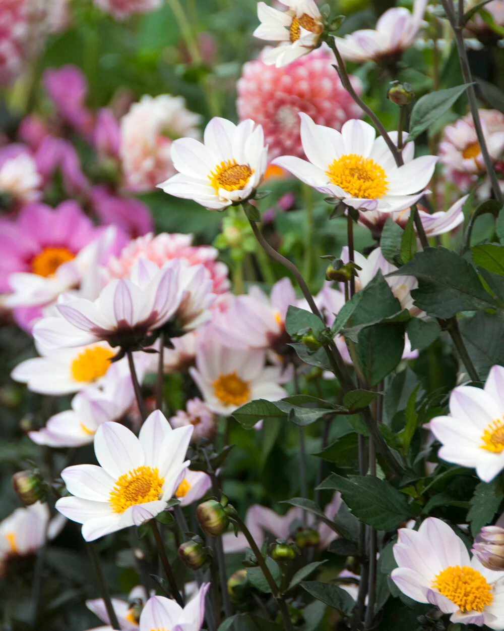 Dahlia 'HS Princess' - Image 2