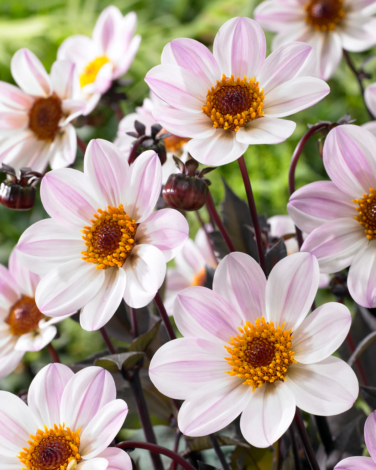 Dahlia 'HS Princess' - Image 3