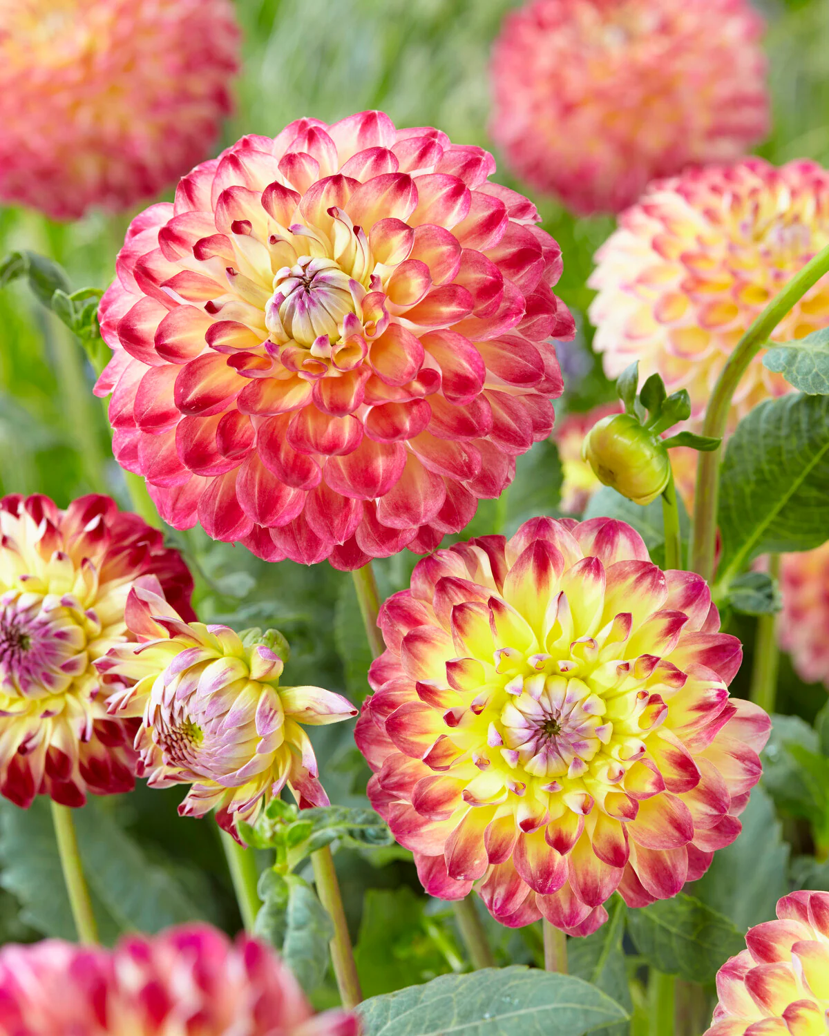 Dahlia 'Jowey Arenda' - Image 3