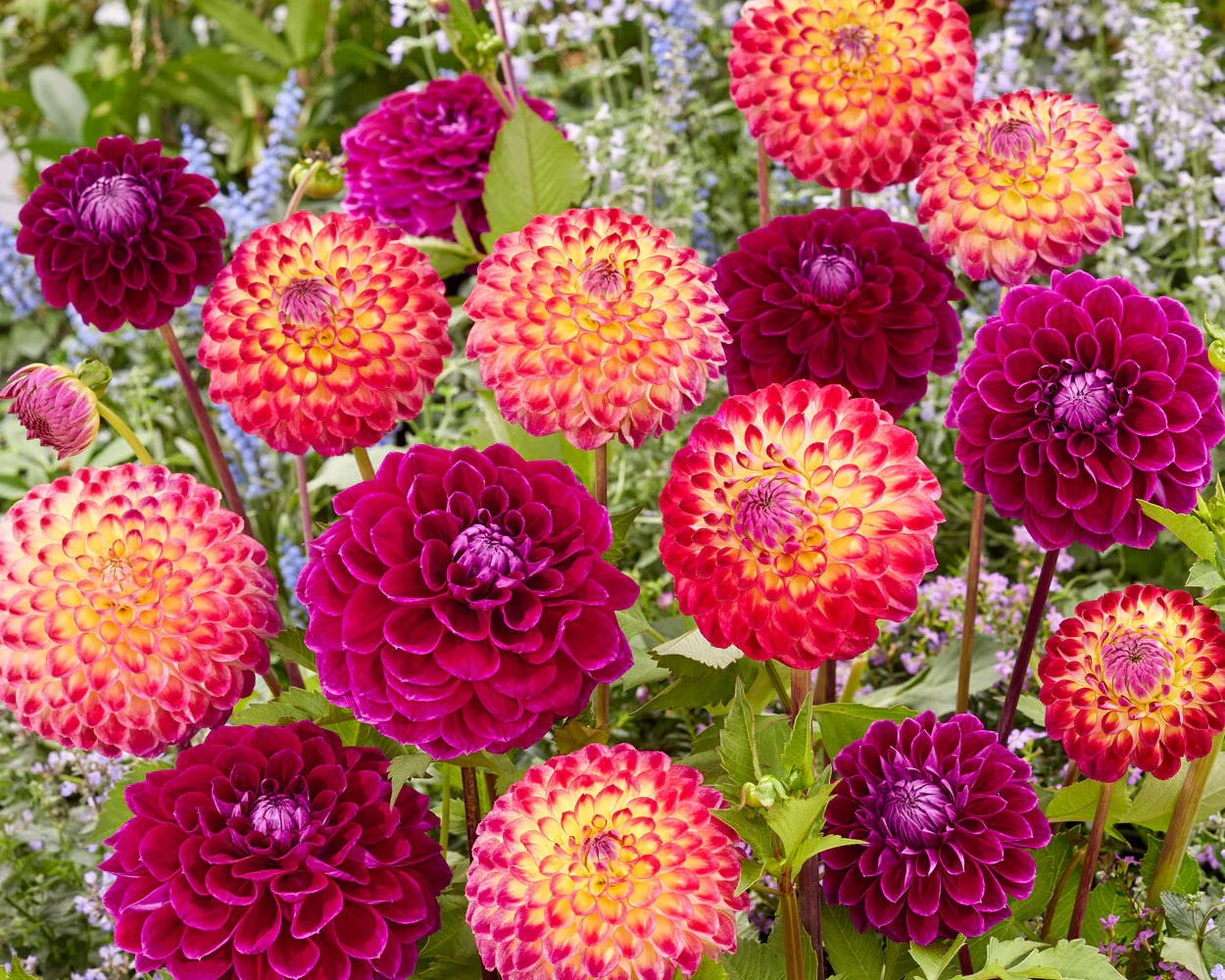 Dahlia 'Jowey Arenda' - Image 5