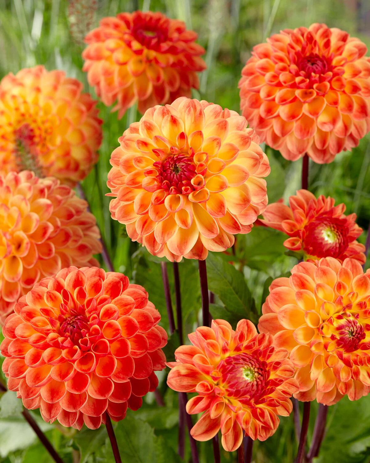 Dahlia 'Jowey Chantal' - Image 2