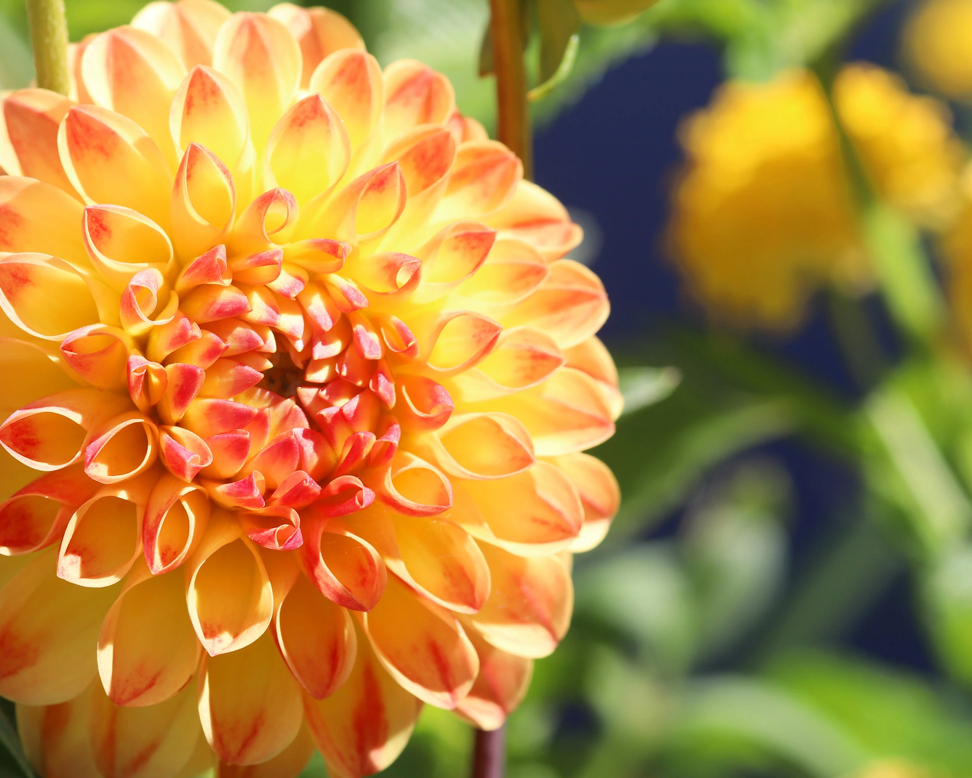 Dahlia 'Jowey Chantal' - Image 8