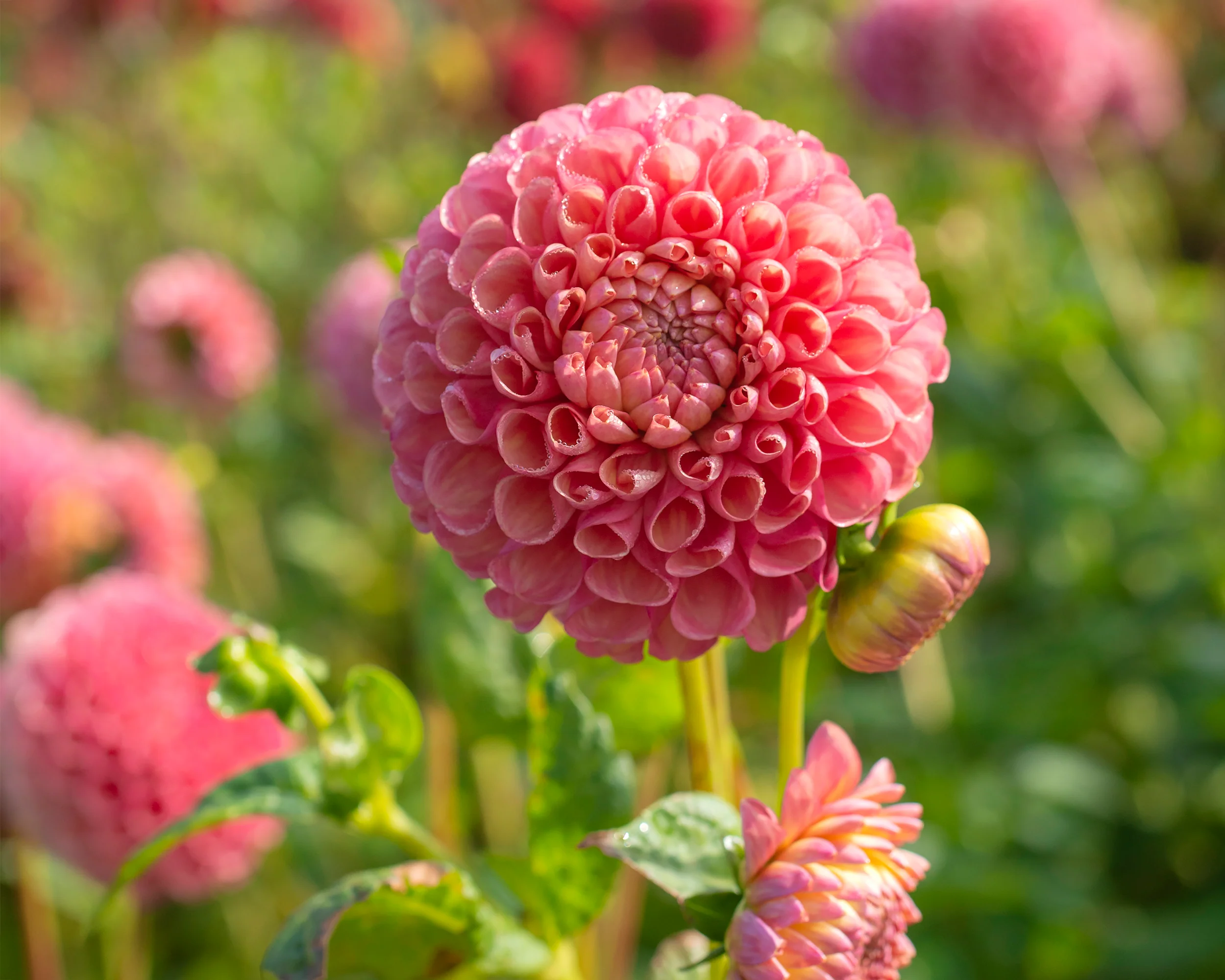 Dahlia 'Jowey Frambo' - Image 3
