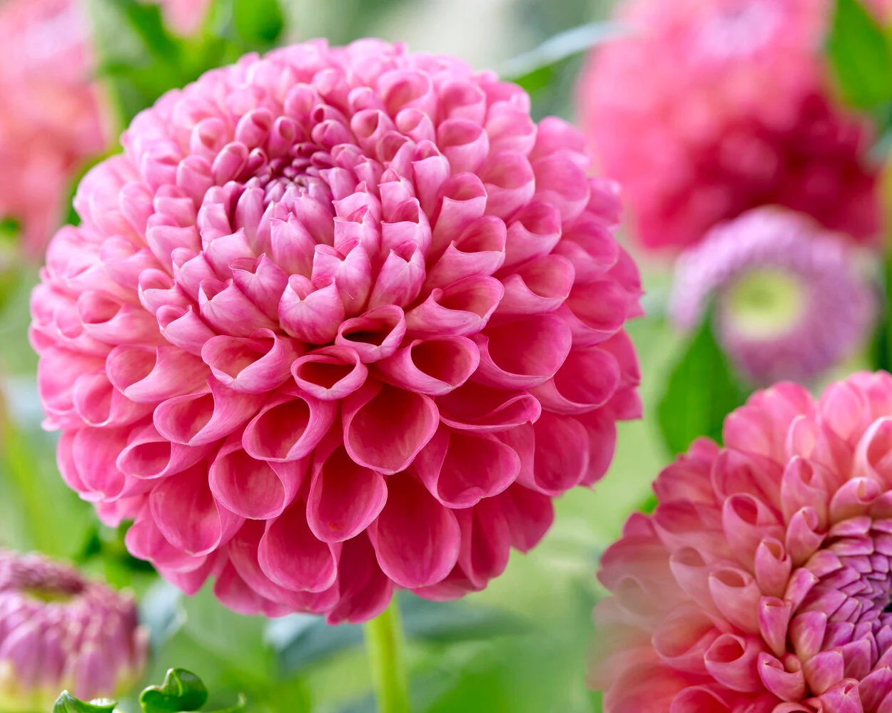Dahlia 'Jowey Frambo' - Image 4