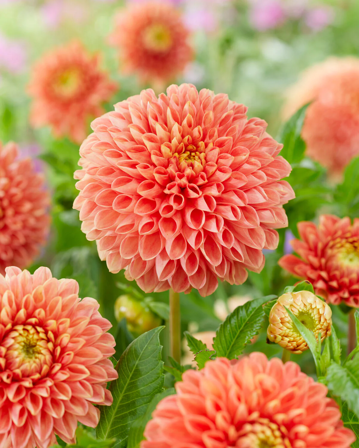 Dahlia 'Jowey Linda' - Image 2