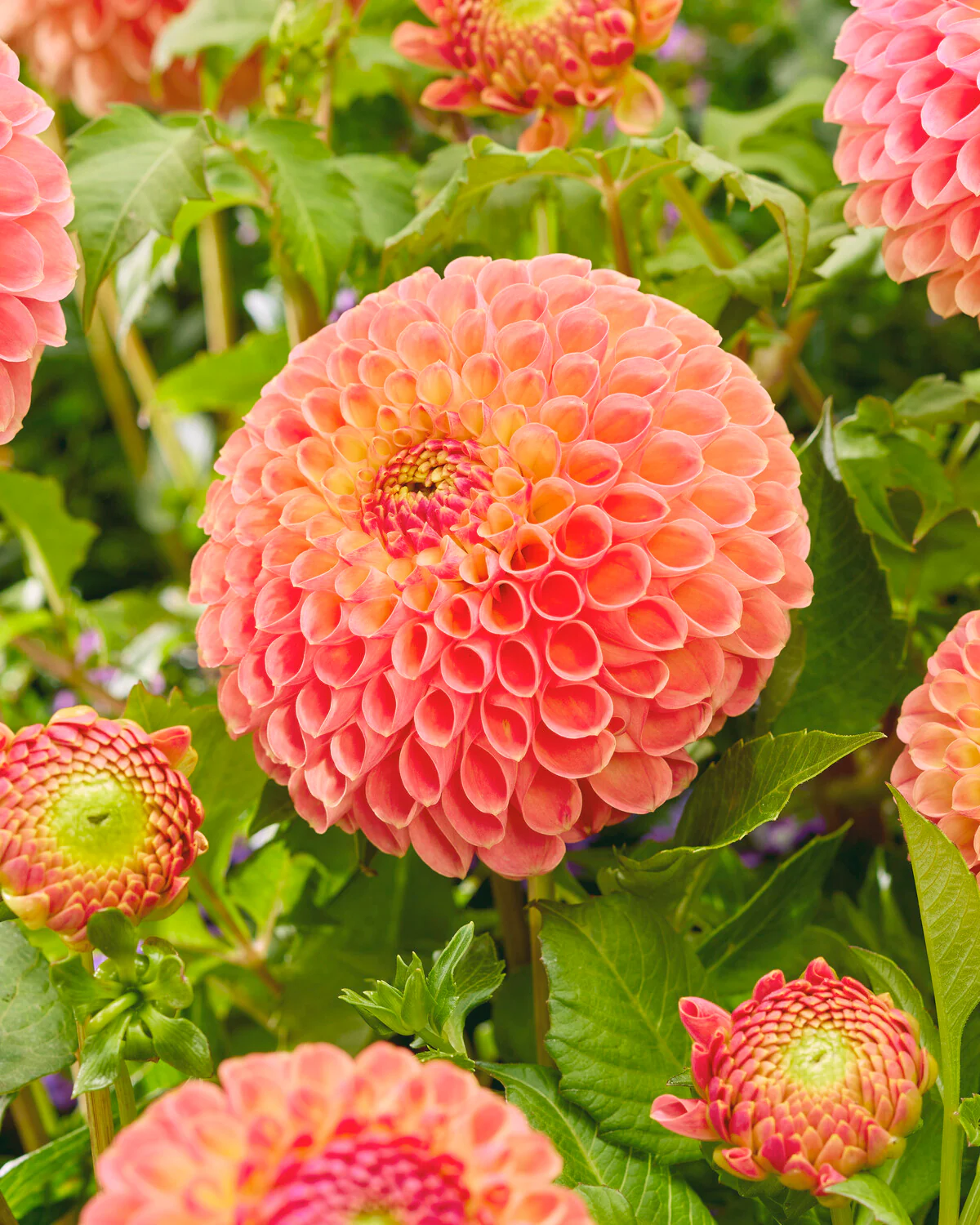 Dahlia 'Jowey Nicky' - Image 2