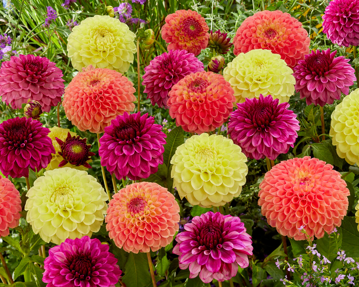Dahlia 'Jowey Nicky' - Image 4