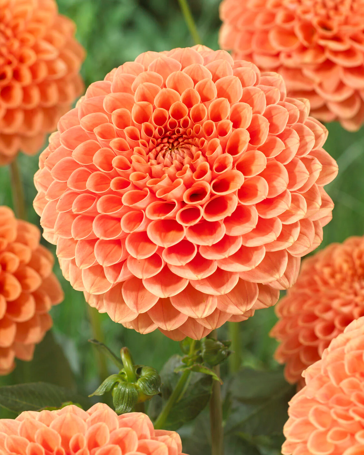 Dahlia 'Jowey Nicky' - Image 5