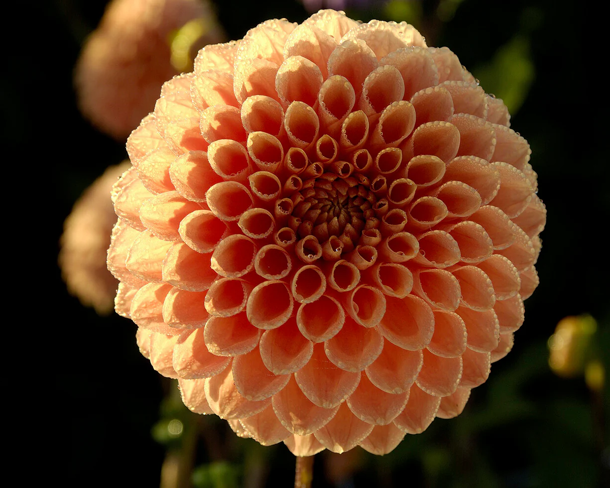 Dahlia 'Jowey Nicky' - Image 6