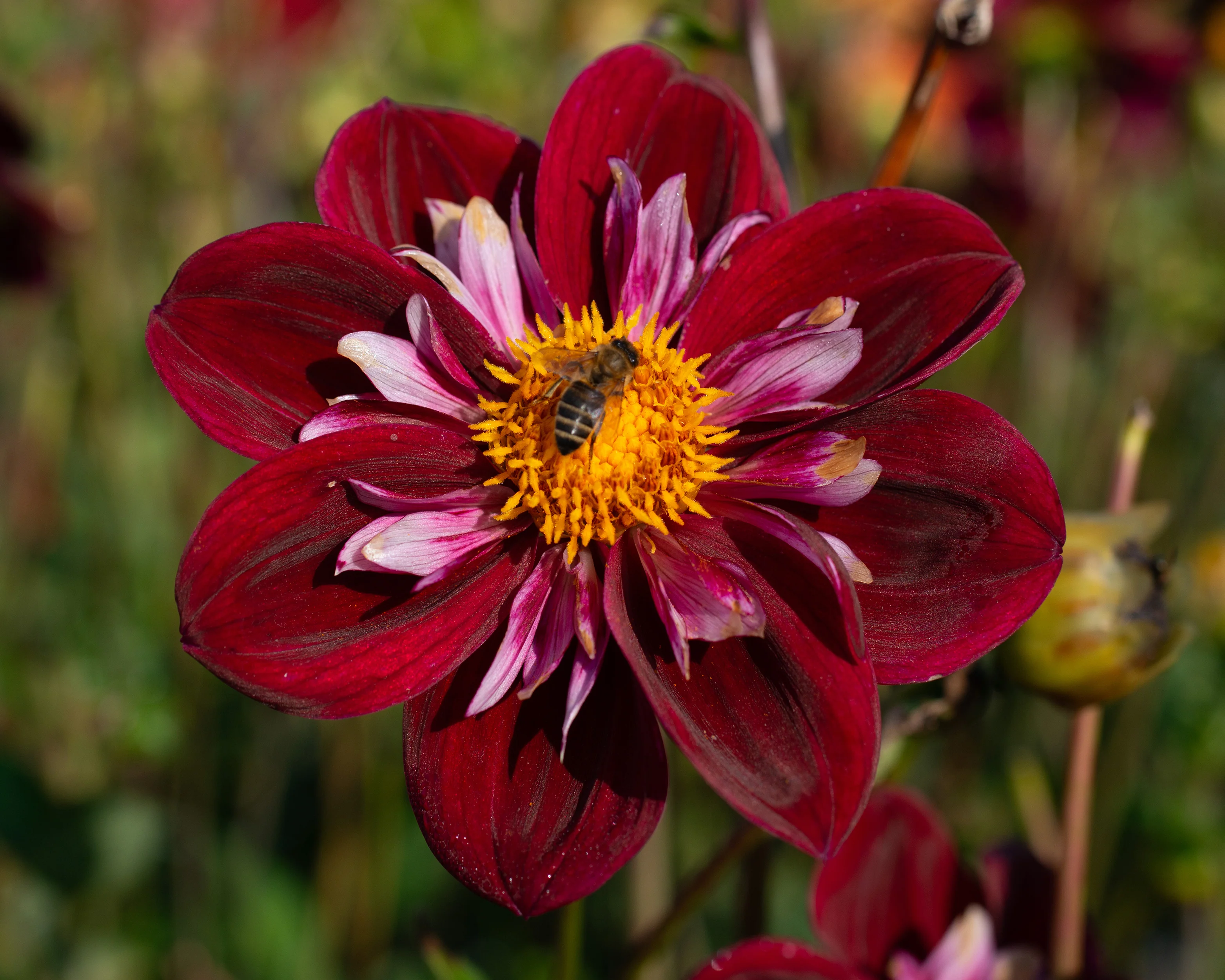 Dahlia 'Joyful Investment' - Image 6