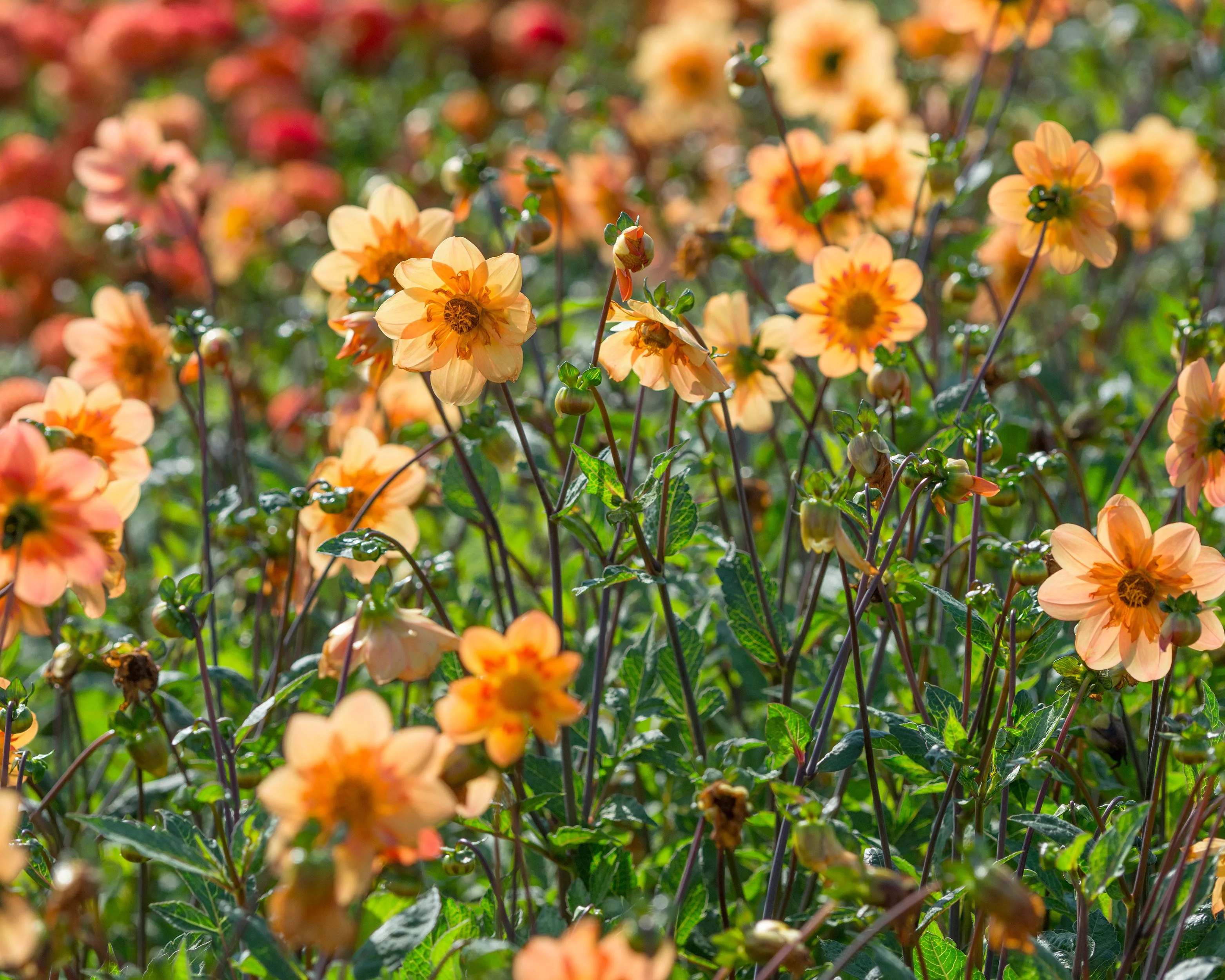 Dahlia 'Kelsey Annie Joy' - Image 3