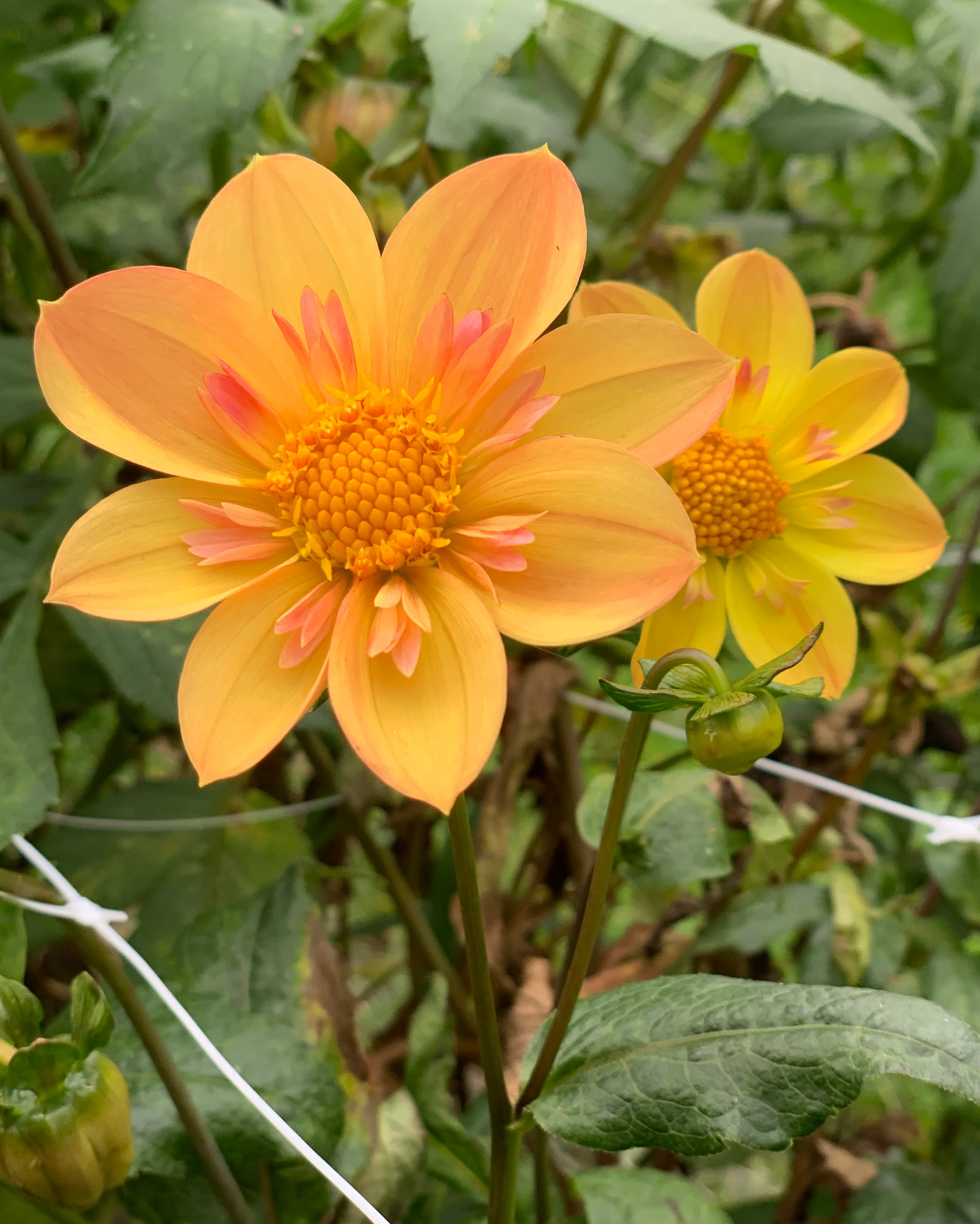 Dahlia 'Kelsey Annie Joy' - Image 5