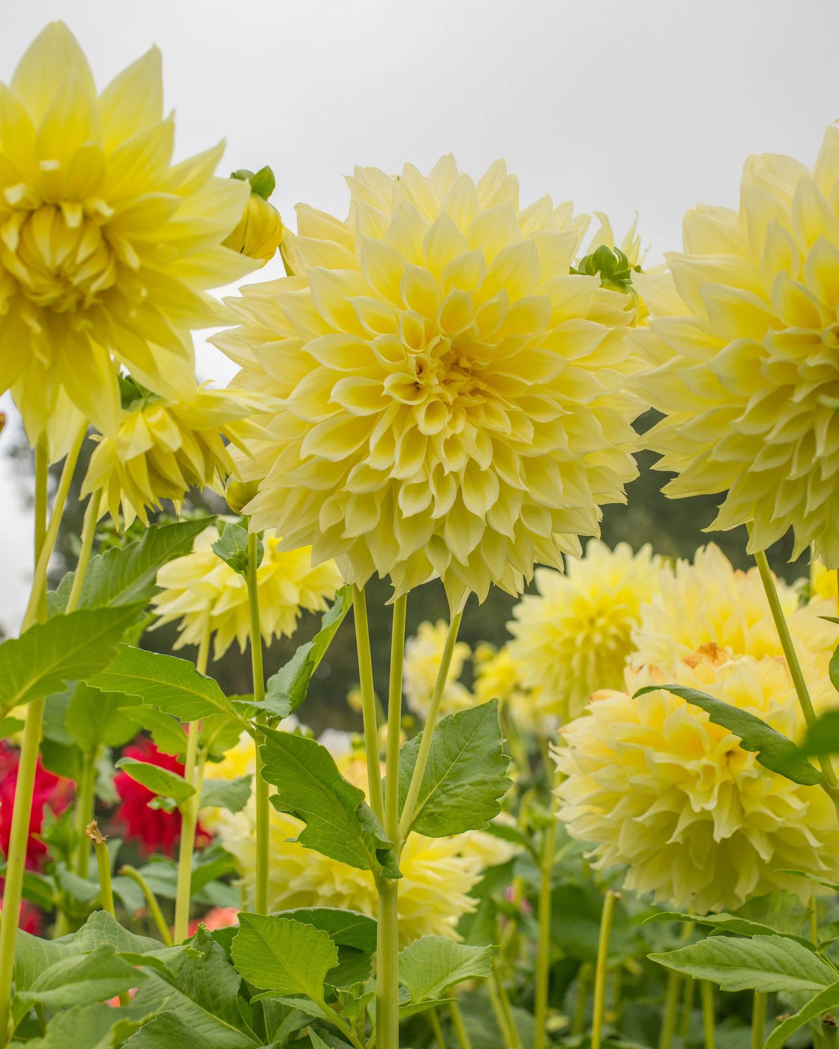 Dahlia 'Kelvin Floodlight' - Image 3