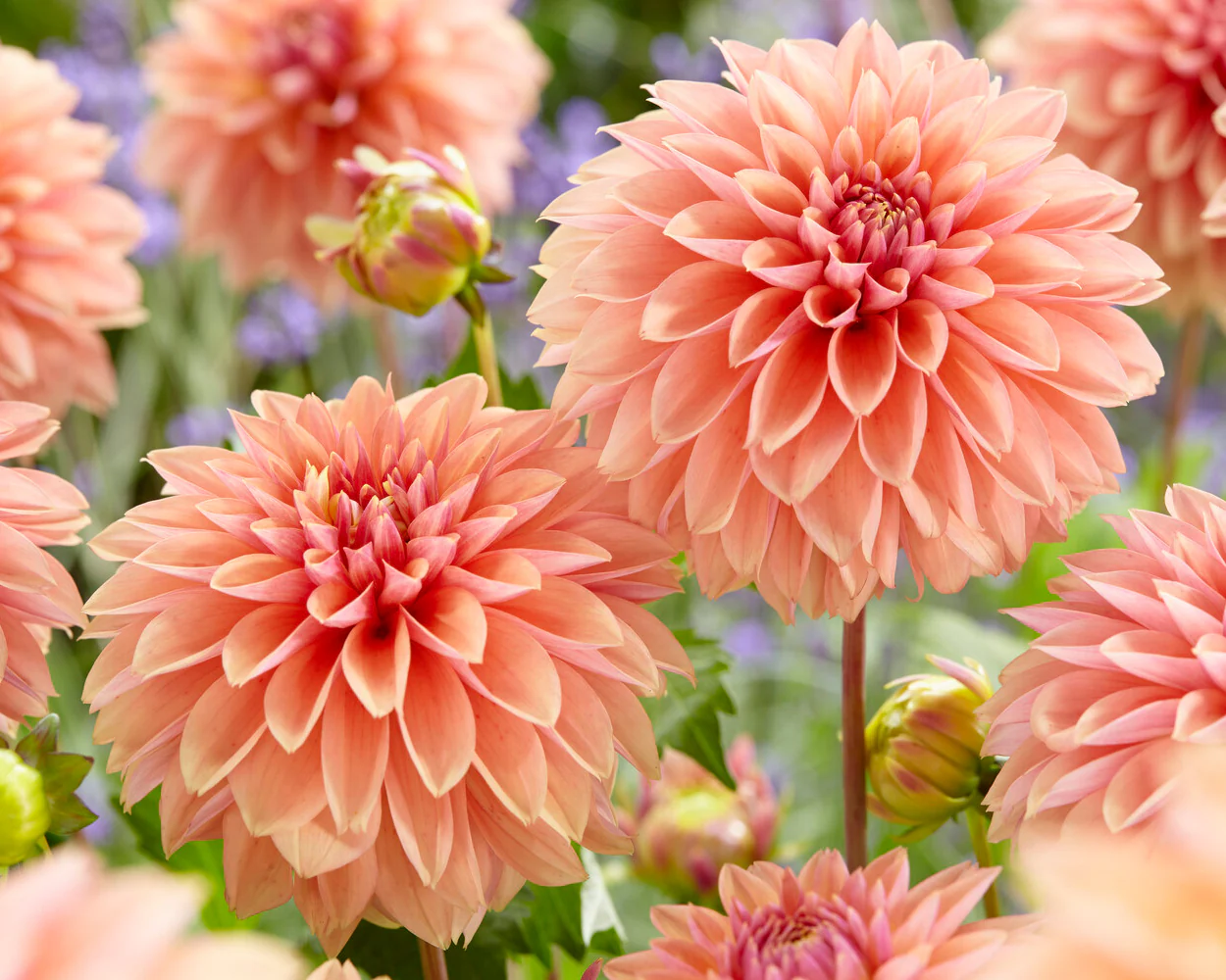 Dahlia 'Kick Off' - Image 4