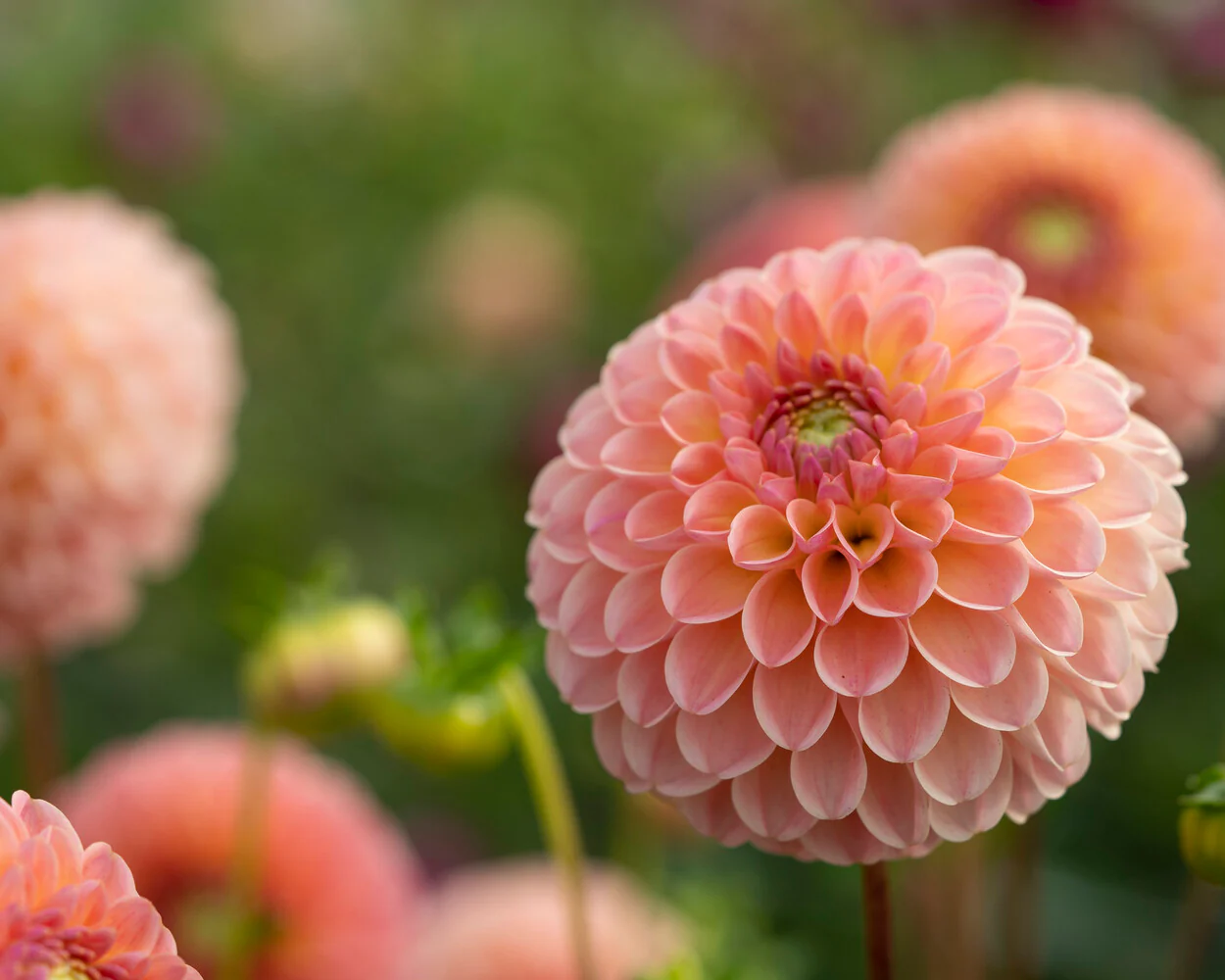 Dahlia 'L.A.T.E.' - Image 6