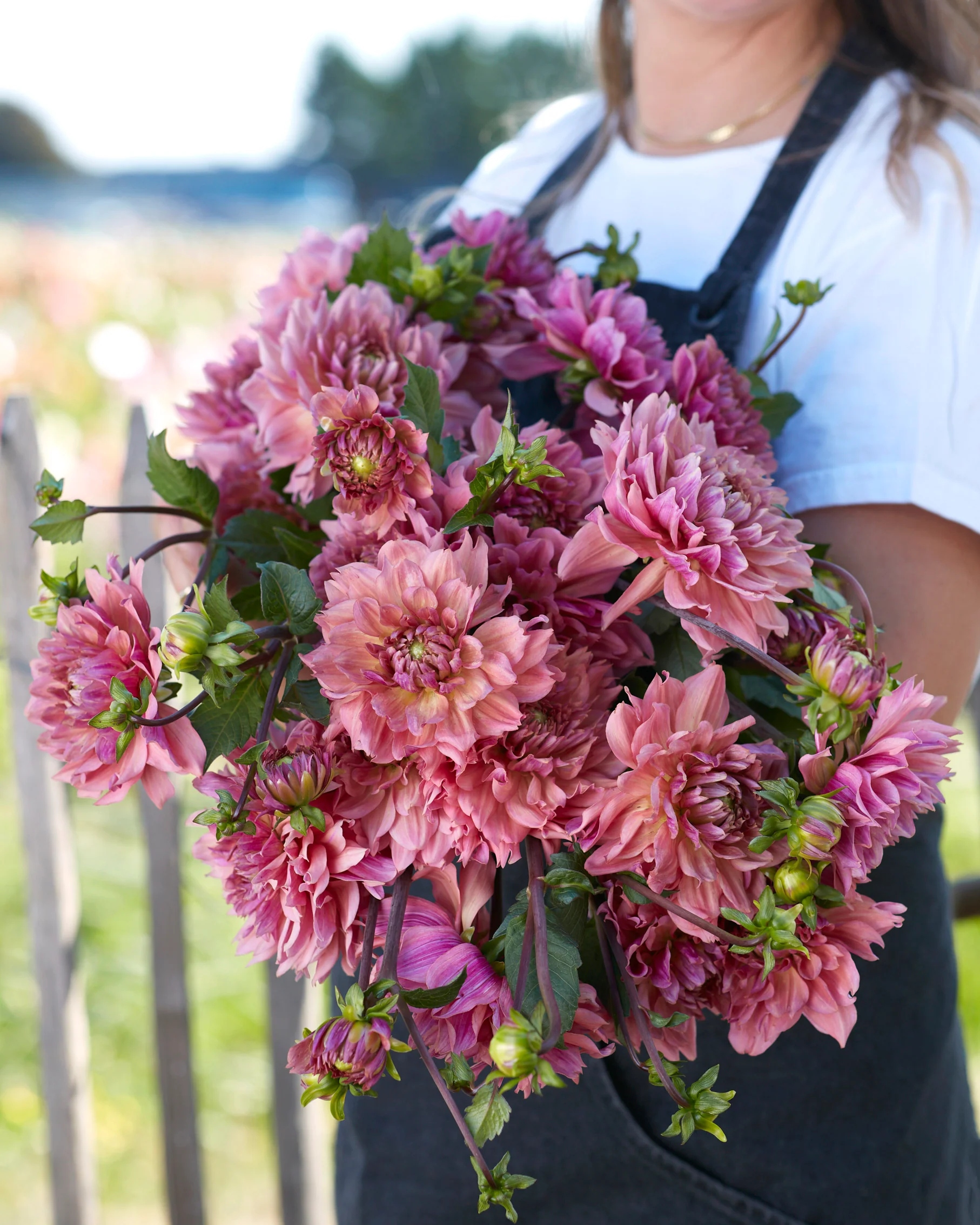 Dahlia 'La Belle Epoque'