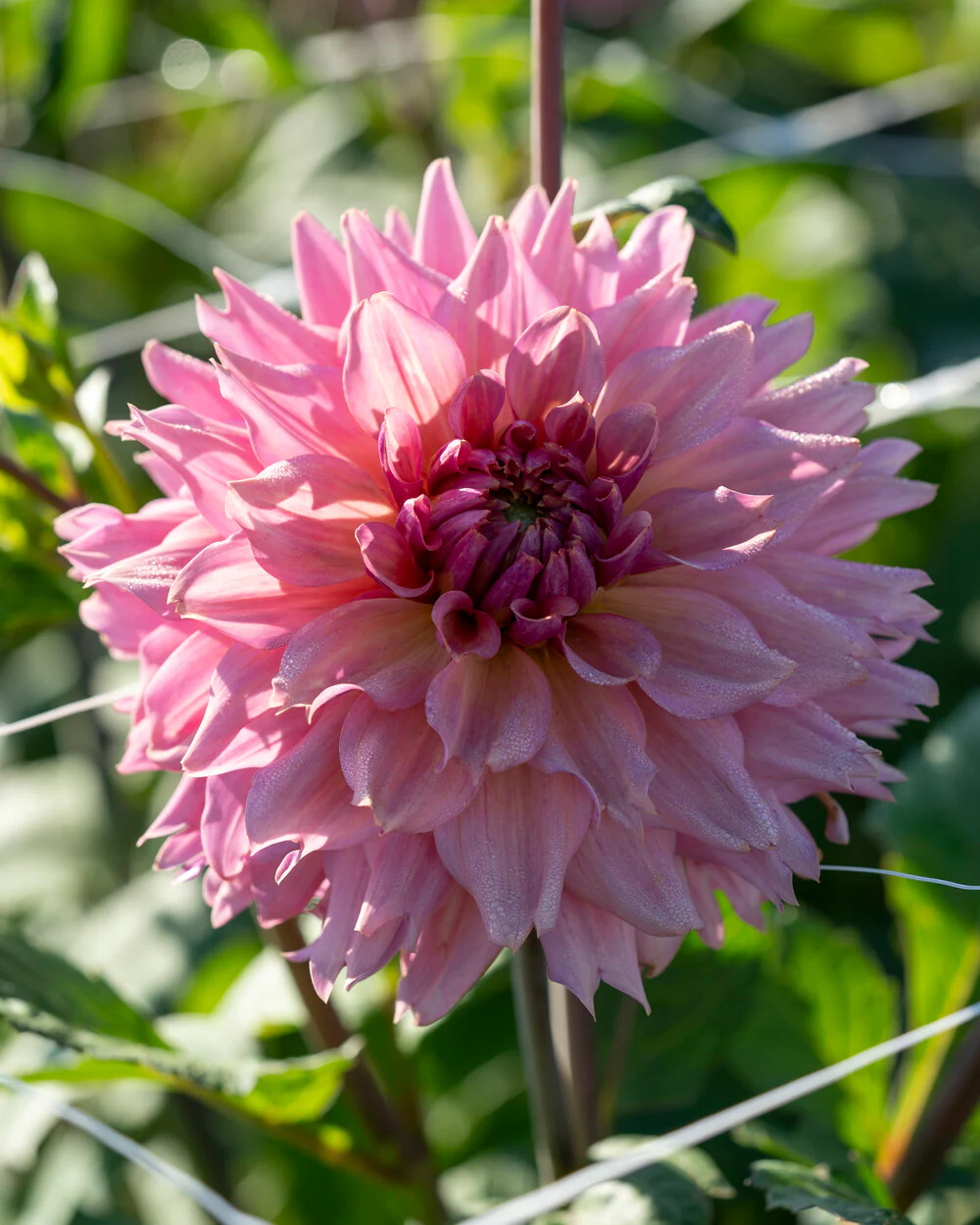 Dahlia 'La Belle Epoque' - Image 2