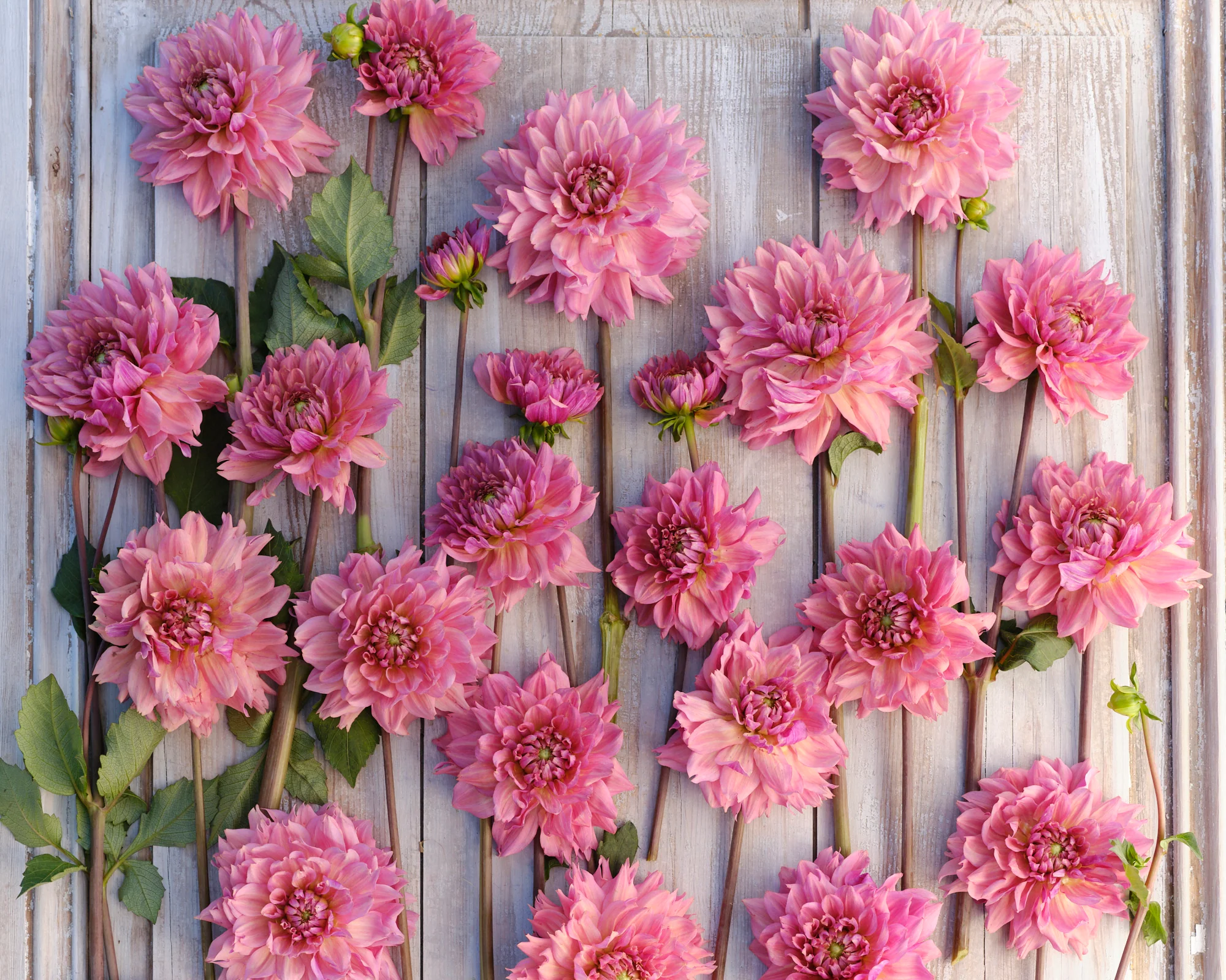 Dahlia 'La Belle Epoque' - Image 3