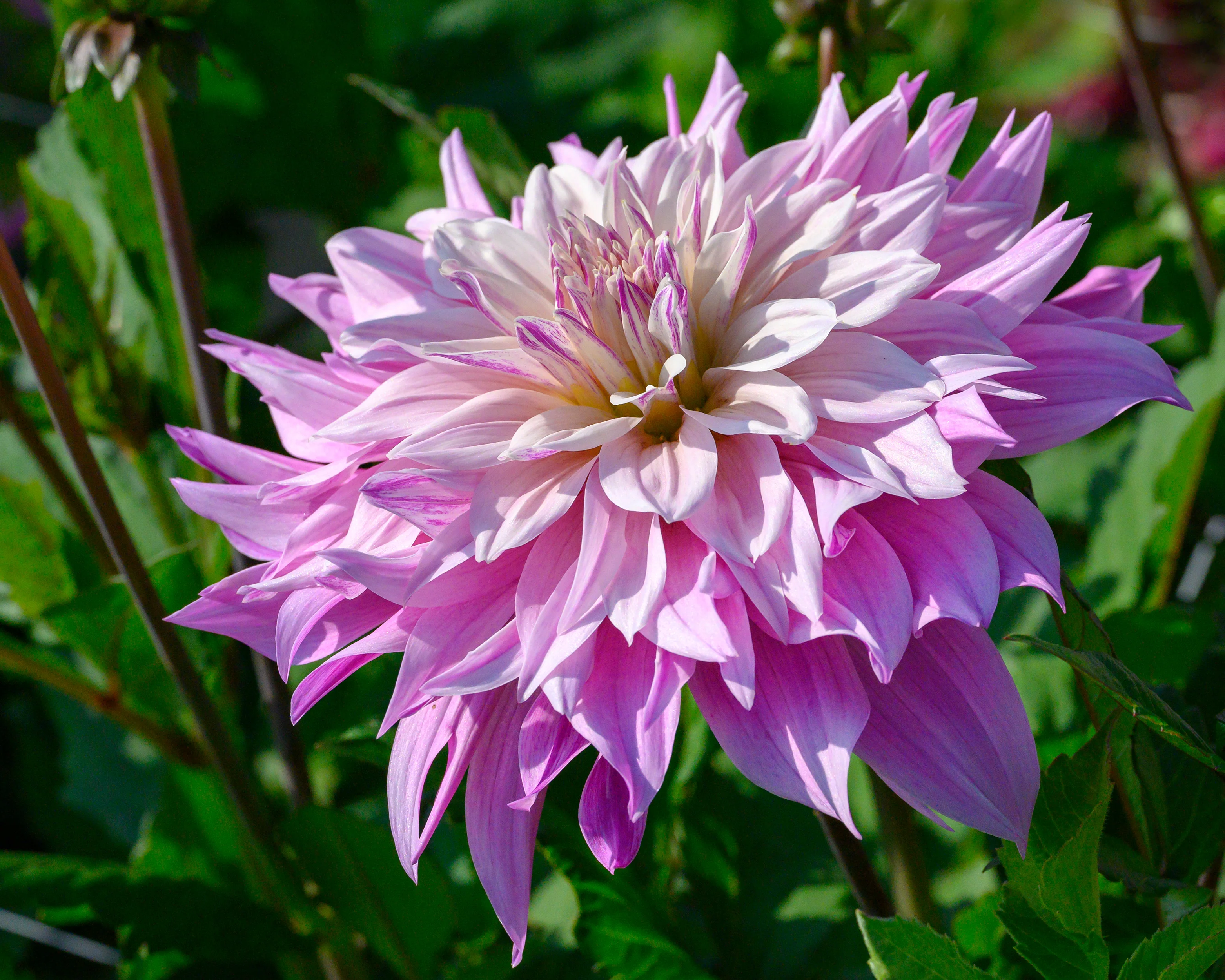 Dahlia 'Labyrinth Two Tone' - Image 5