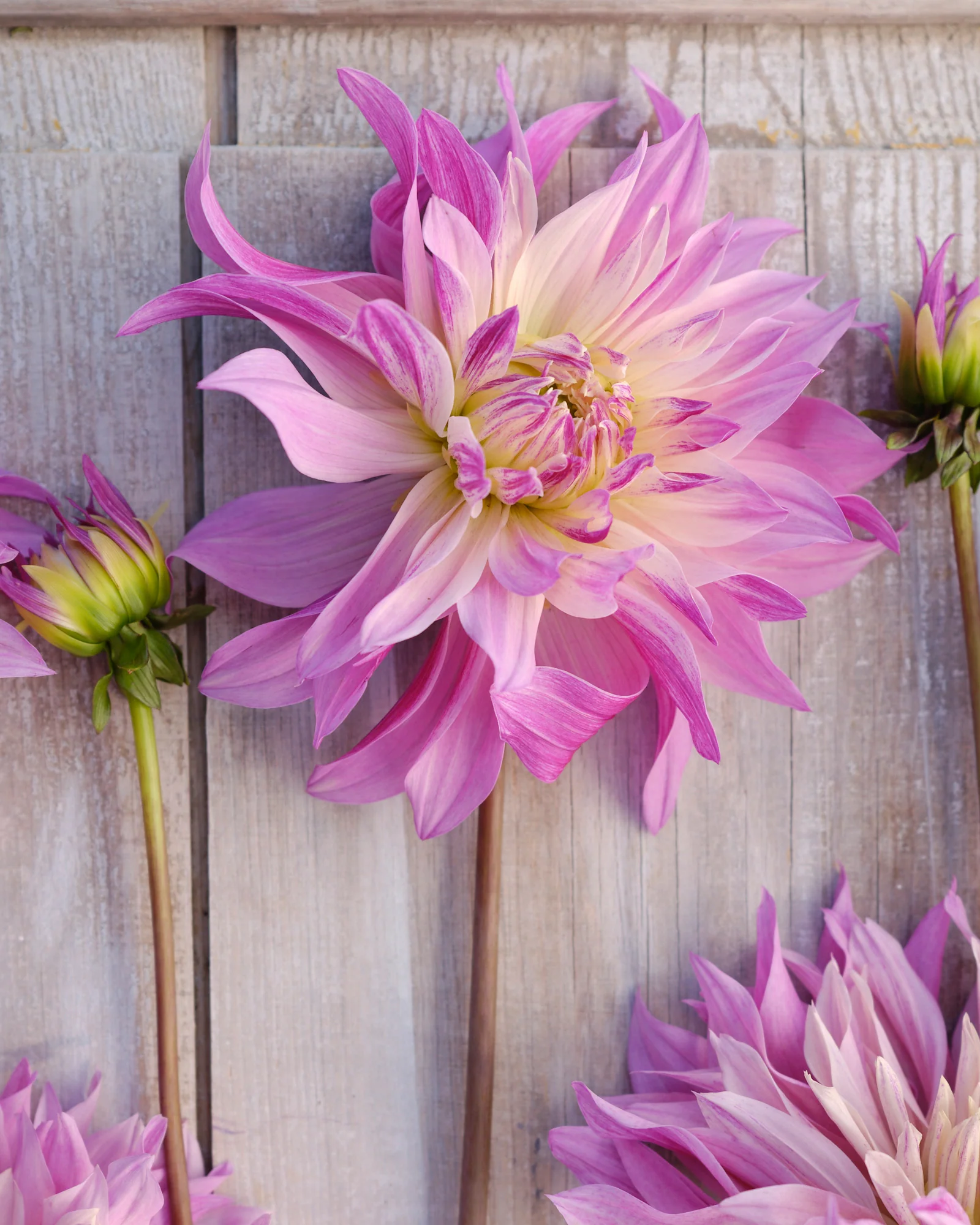 Dahlia 'Labyrinth Two Tone' - Image 8