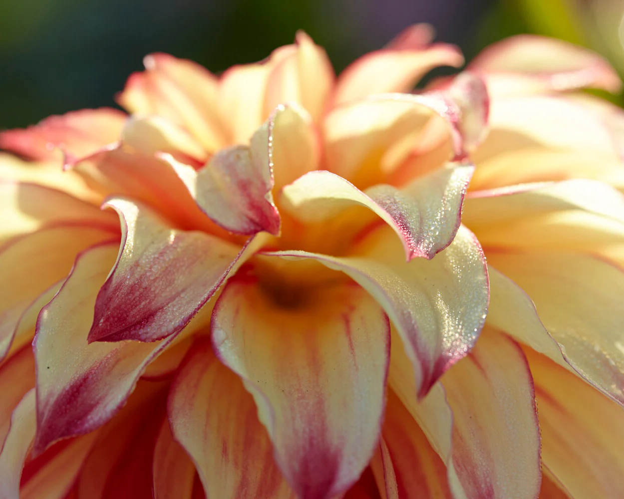 Dahlia 'Lady Darlene' - Image 4