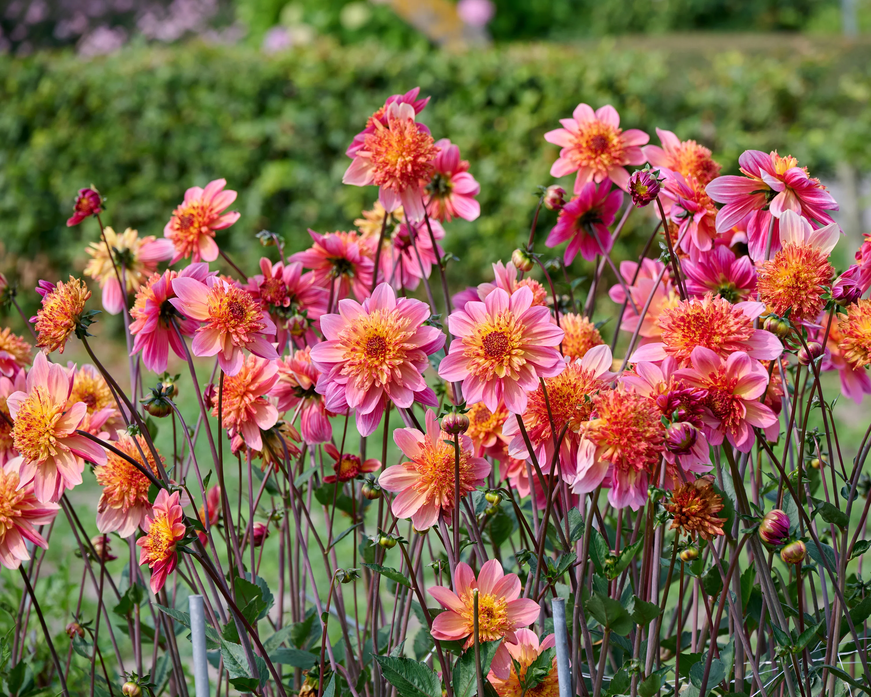 Dahlia 'Lava Glow' - Image 2