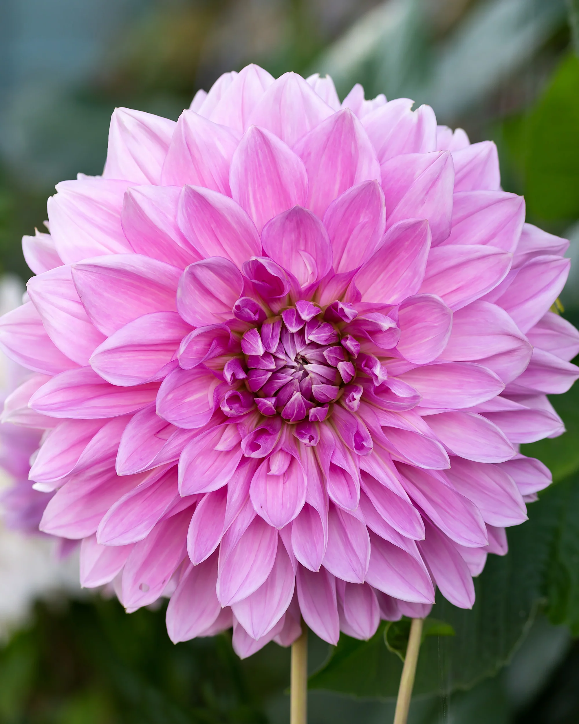 Dahlia 'Lavender Perfection'
