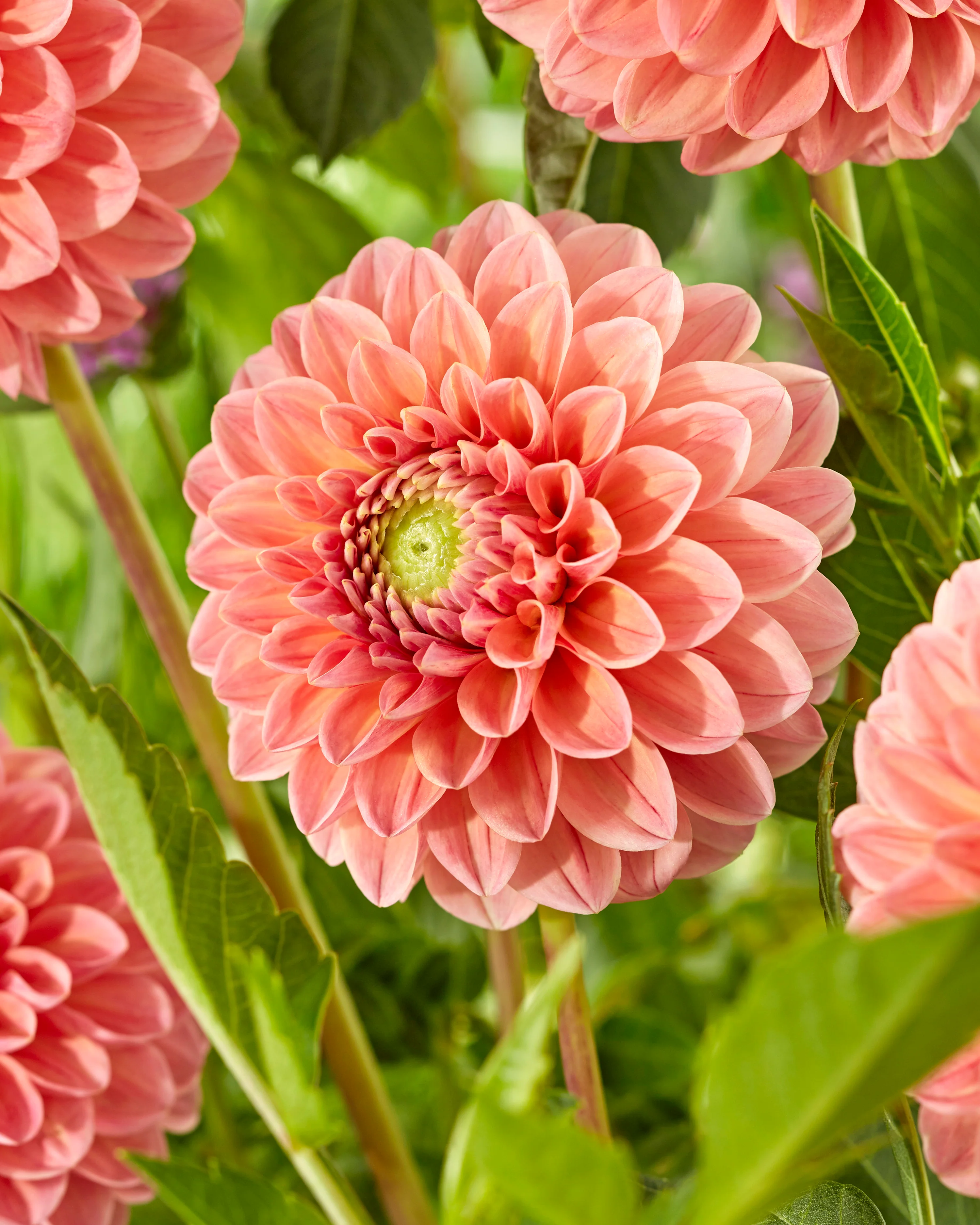 Dahlia 'Linda's Baby' - Image 4