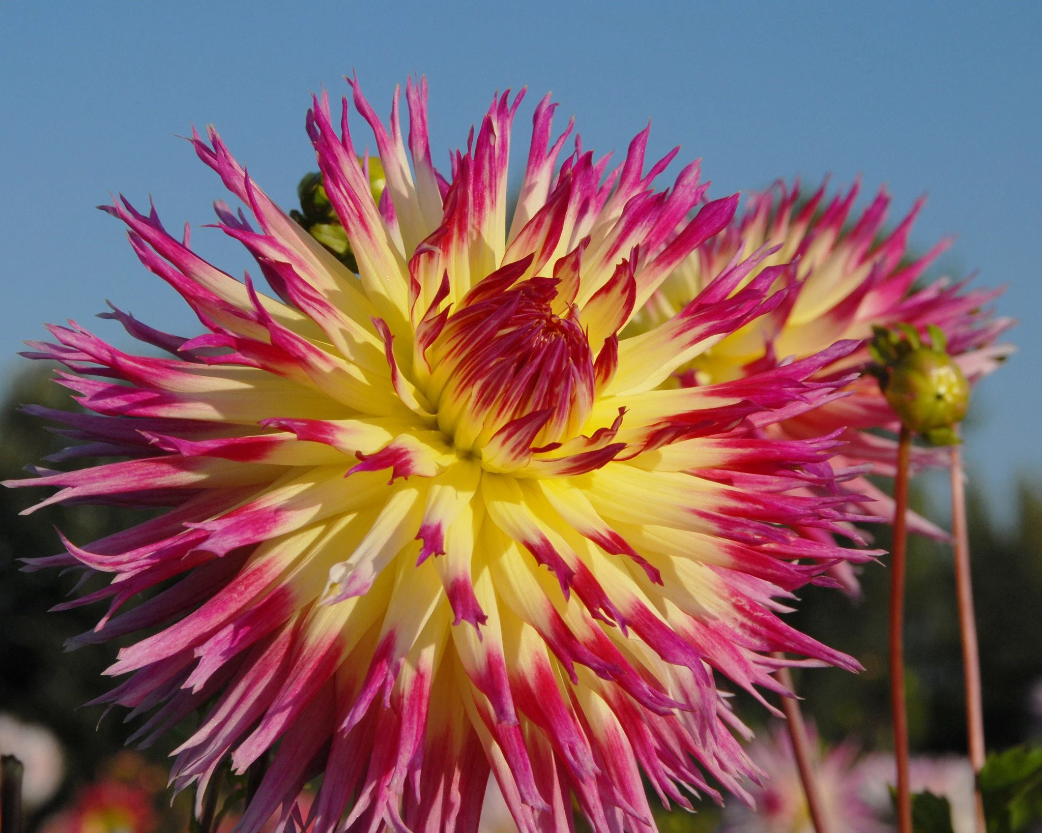 Dahlia 'Lindsay Michelle' - Image 4