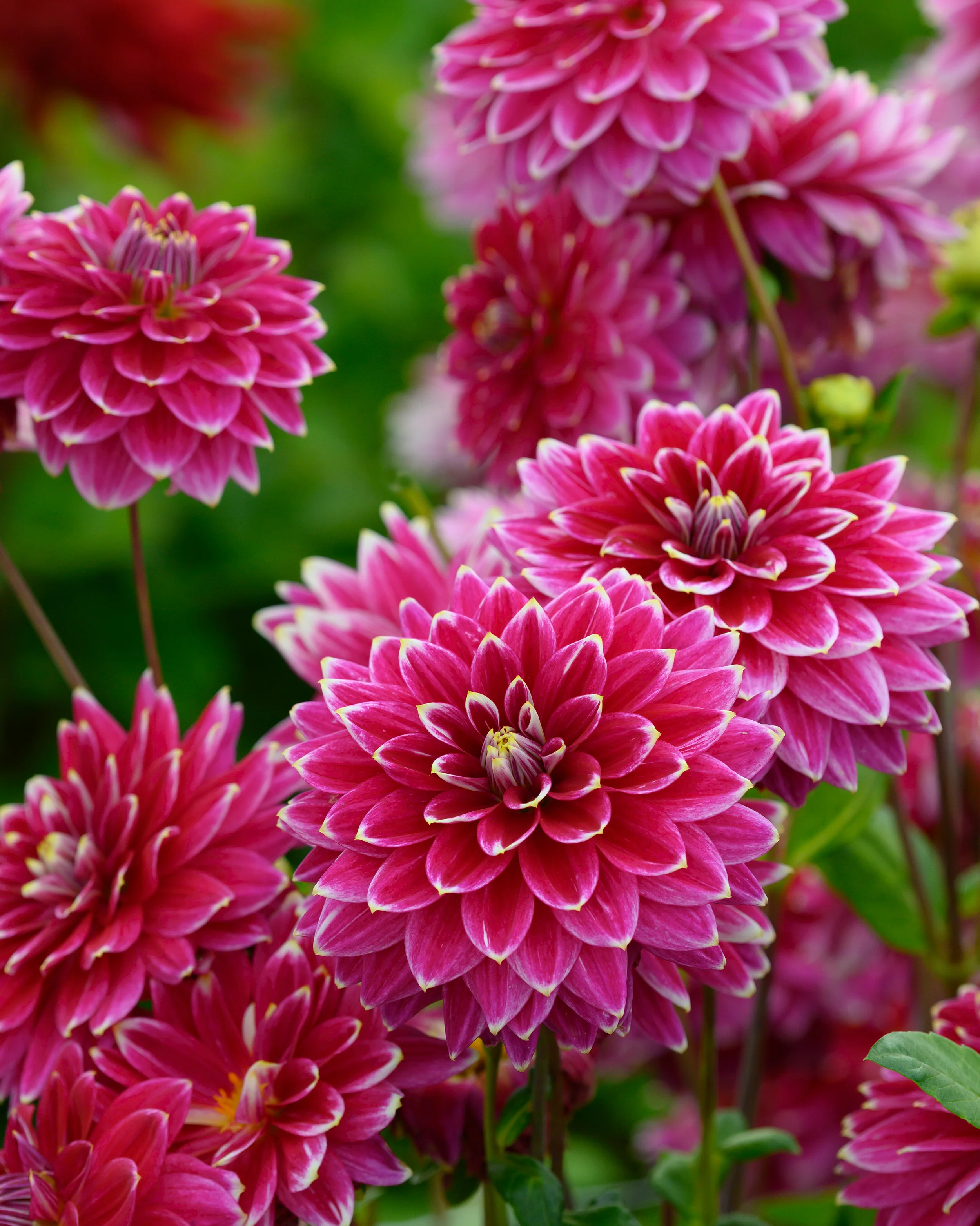 Dahlia 'Maldini' - Image 2